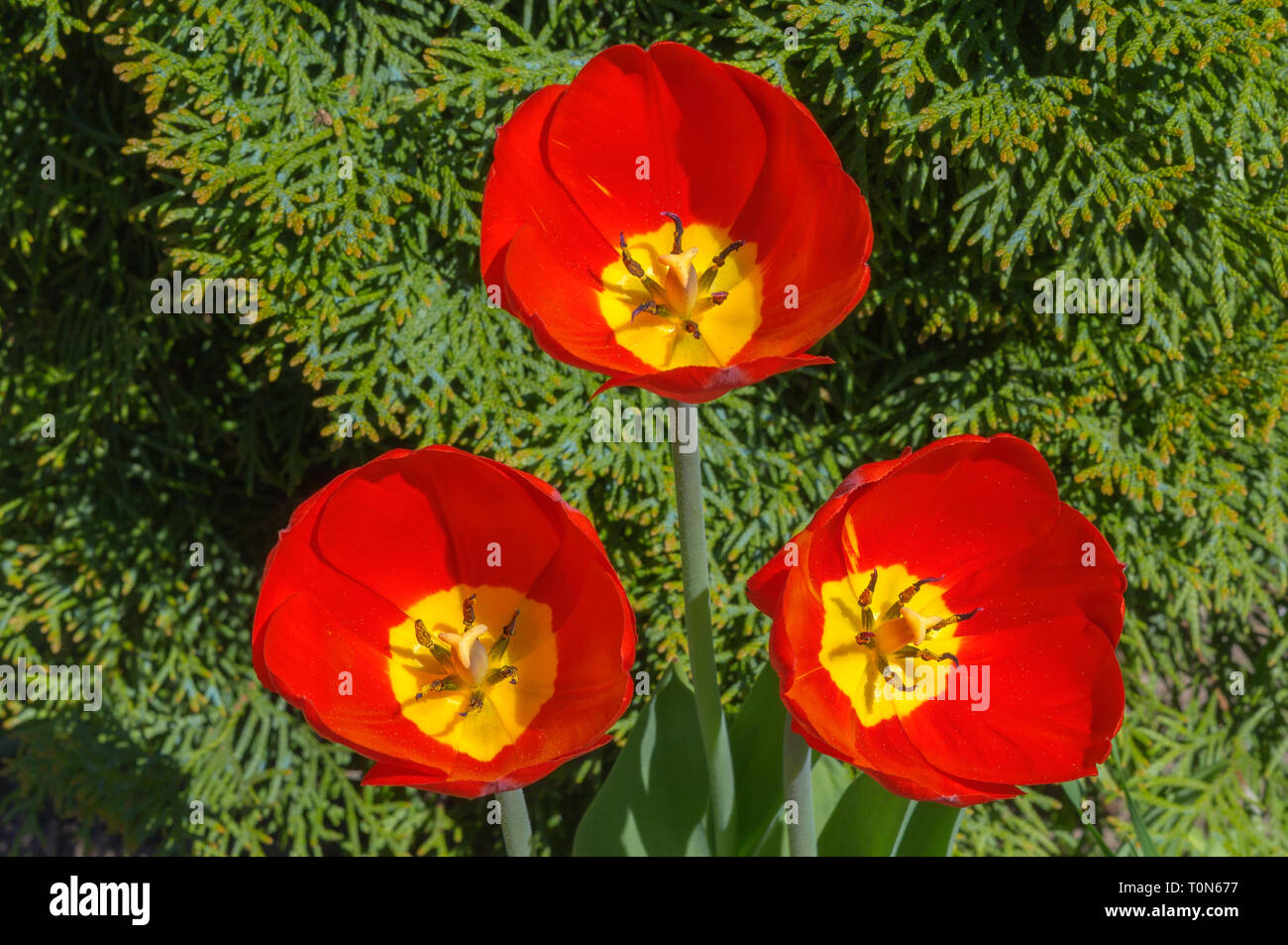 Close up macro beautiful red tulip flower Stock Photo