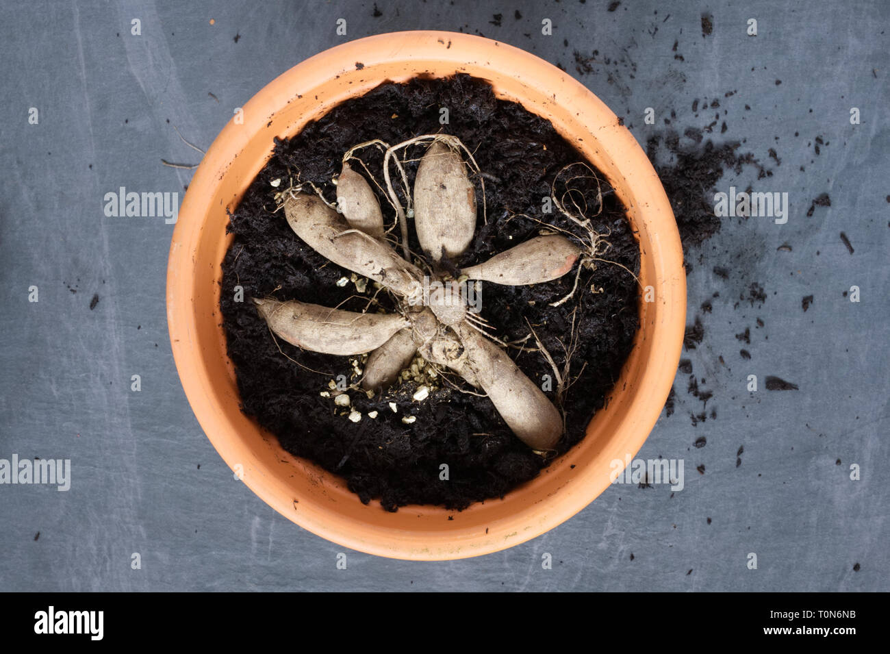 Planting Dahlia tubers in a teracotta pot. Stock Photo