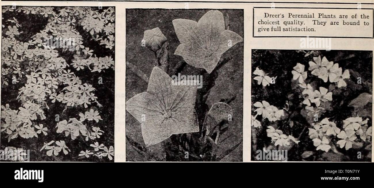 Dreer's autumn planting guide for Dreer's autumn planting guide for 1941  dreersautumnplan1941henr Year: 1941  DREER'S HARDY PERENNIAL PLANTS    Phlox divaricata canadensis Platycodon—Balloon Flower Plumbago—Leadwort Dreer's Hardy Phlox The Beautiful Blue Canadian Phlox 17-488 Divaricata canadensis. A (D {Wild Sweet William). One of our native species worthy of extensive planting. Begins to bloom early in April and continues through May. Large, fragrant, lavender flowers on 10-inch stems. 25c each; 3 for 70c; 12 for $2.50. 6 Magnificent Phlox 17-467 Count Zeppelin. Very large pure white with a Stock Photo
