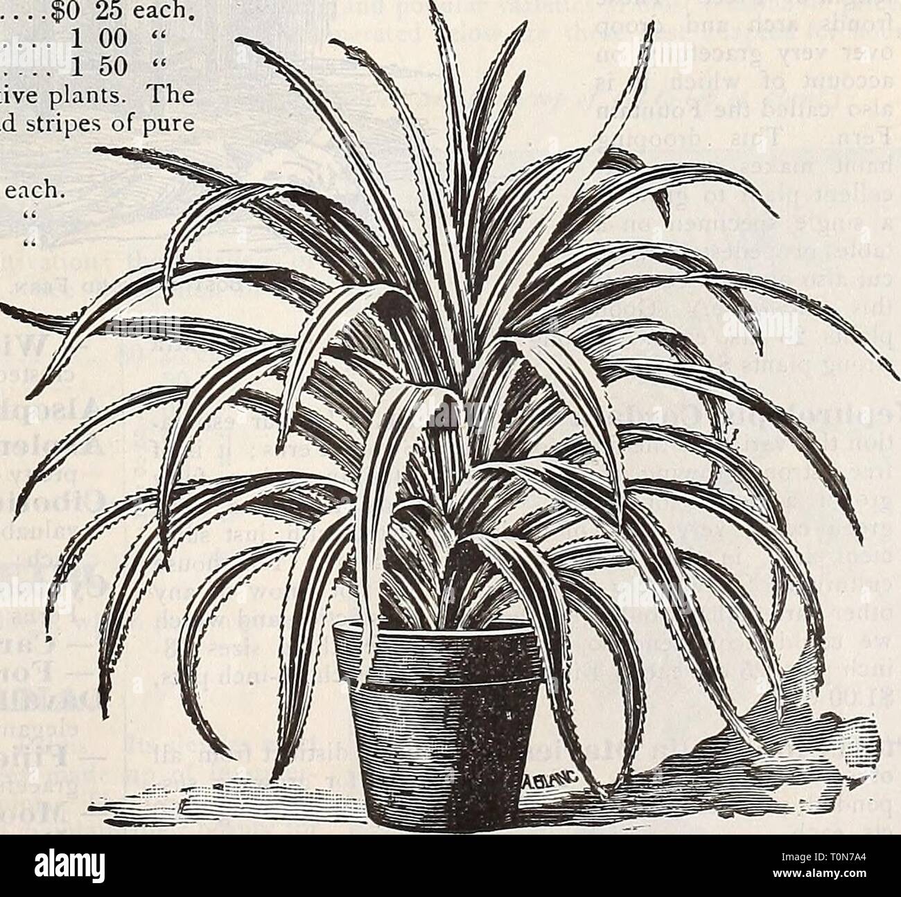 Dreer S Autumn Catalogue 1898 Dreer S Autumn Catalogue 1898