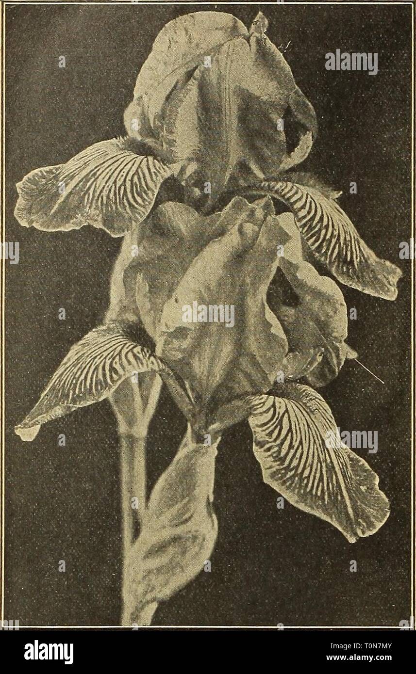 Dreer's autumn catalogue 1916 (1916) Dreer's autumn catalogue 1916  dreersautumncata1916henr Year: 1916  ^ENRYAPREER^HILADELPHIA^^^BULBS FOR EALbPb^TING-    German Iris IRIS INTERREGNA An interesting new type, the result of crossing I. cjerman- ica with I. pumila hybrida, and for which there promises to be a great future. They bloom earlier than the German Iris, and the flowers combine perfection of form with large size and clear and decided colors. The foliage is dwarf and. maintains its freshness throughout the season. The flower stems are about 18 inches high, holding the flowers well above Stock Photo