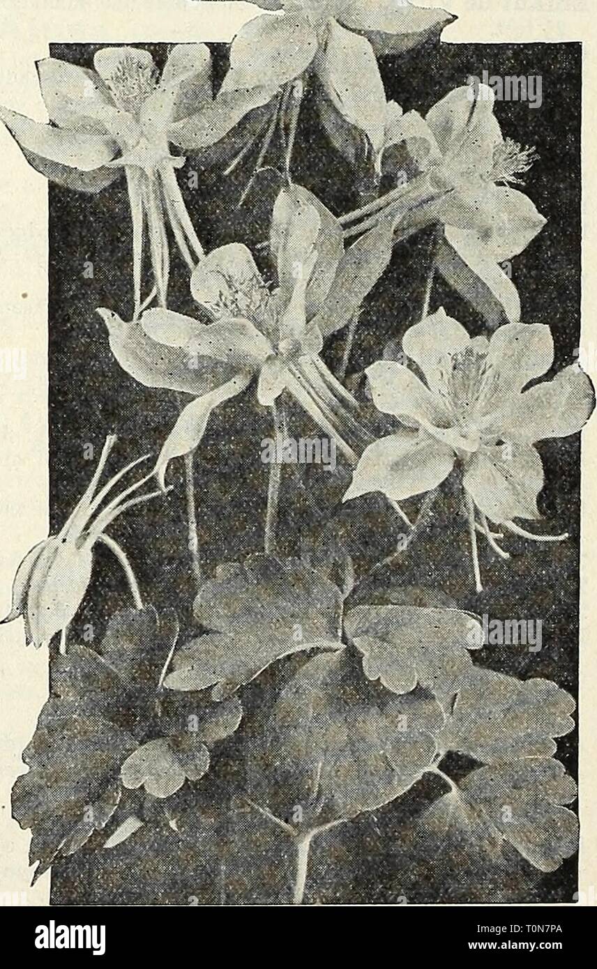 Dreer's autumn catalogue 1931 (1931) Dreer's autumn catalogue 1931  dreersautumncata1931henr Year: 1931  AntheriCUm (St. Bruno's Lily) Liliastrum Major. A charming border plant with rush-like foliage and 18 to 24 inch high racemes of small white lily-like flowers in May. 35 cts. each; $3.50 per doz. Arenaria (Sand-wort) Montana. A pretty creeping plant which during June is covered with attractive white flowers. A good edging plant and invalu- able for the rock garden. Verna Caespitosa. A splendid rock plant for a shady position, forming an evergreen mat with small white flowers in early May. 2 Stock Photo