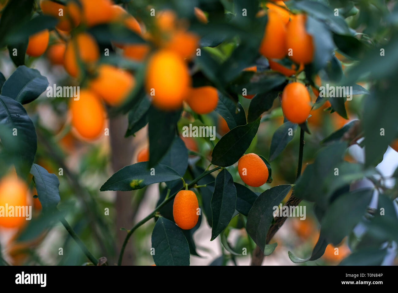 kumquat fruit (Citrus japonica) on a tree Stock Photo