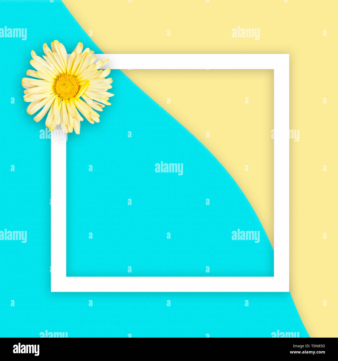 Yellow daisy on abstract sea and sand background with white flat frame square. Flat lay Stock Photo
