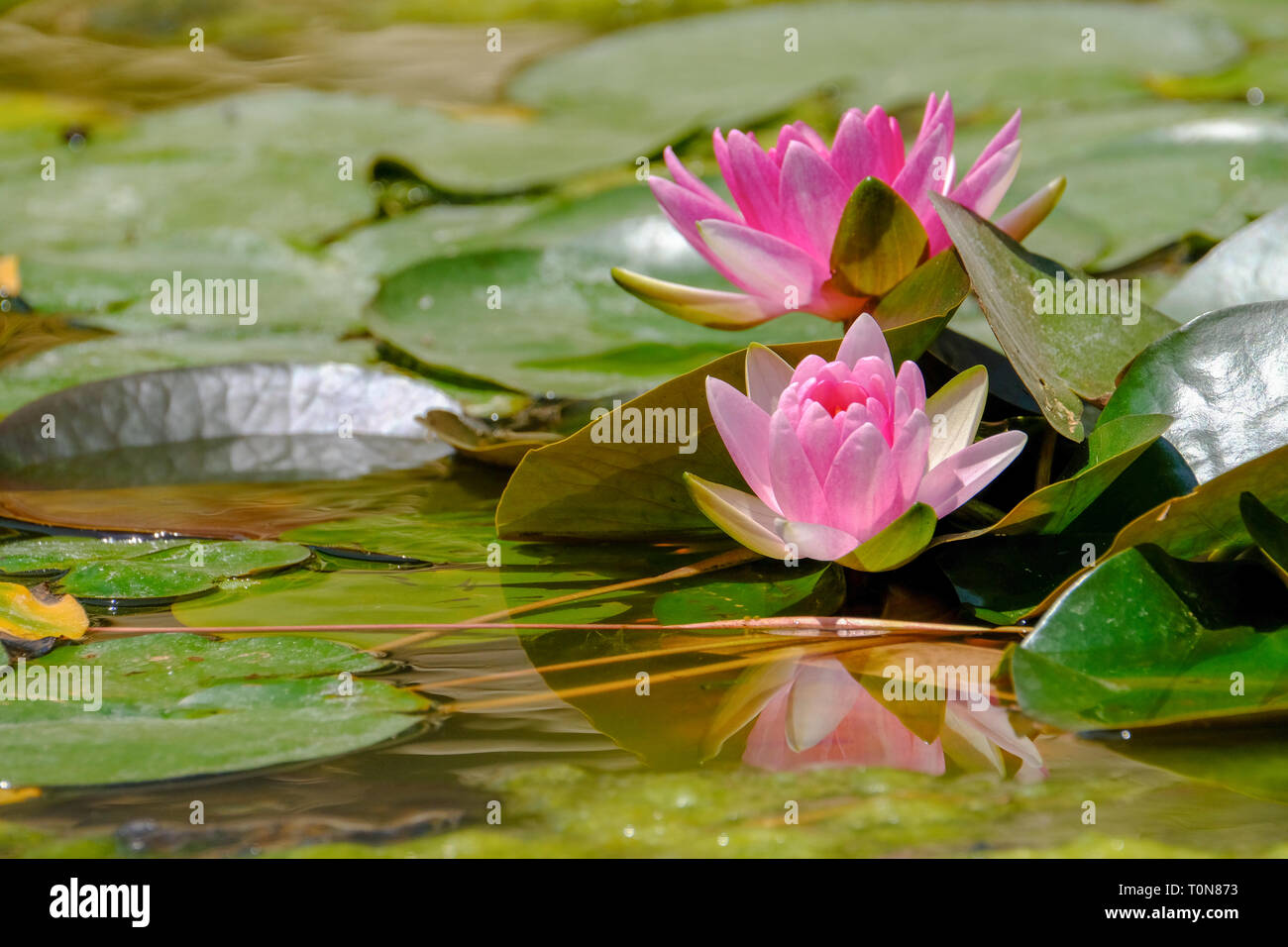 flowering pink waterlilies in a pond. Photographed in Israel in May