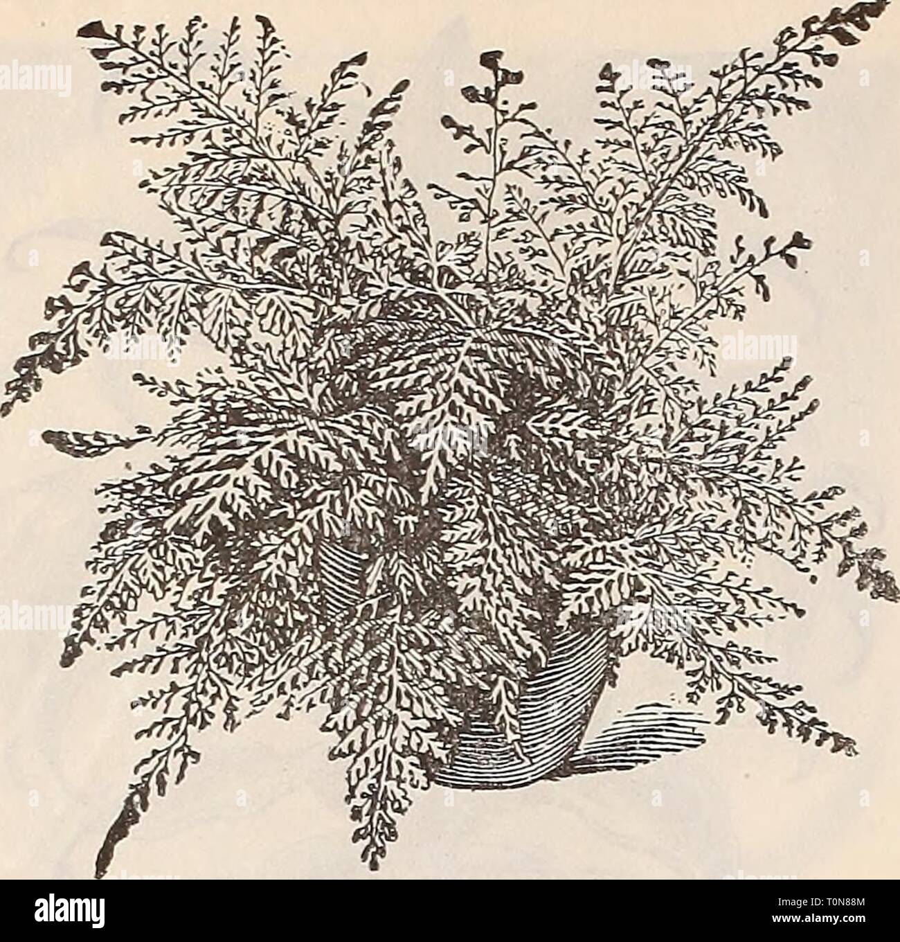 Dreer's autumn 1901 catalogue (1901) Dreer's autumn 1901 catalogue  dreersautumn19011901henr Year: 1901  32 Henry A. Dreev, 714 Chestnut St., Philadelphia, Pa.    Davallia Stricta. Davallia Fijiensis 3Iajus. 15 cts. an — Ornata. 75 cts. — Pentaphylla. 15 cts. — Stricta. 10 cts., 15 cts. and 25 cts. Dietyogramma J a p o n- ica. 25 cts. Variesata. 25 cts. Didymoeblaena Trimca- tula. 15 cts. Gymnog r a m ma S n 1 - pburea. 15 cts. La st re a Aristata Variegata. 10 cts. — Clirysoloba. 10 cts. — Opaea. 10 cts. Lomaria Ciliata. 10 cts. — Gibba. 10 cts. Lygodium Scanclens. 15 cts. — Dicliotonium. 25  Stock Photo