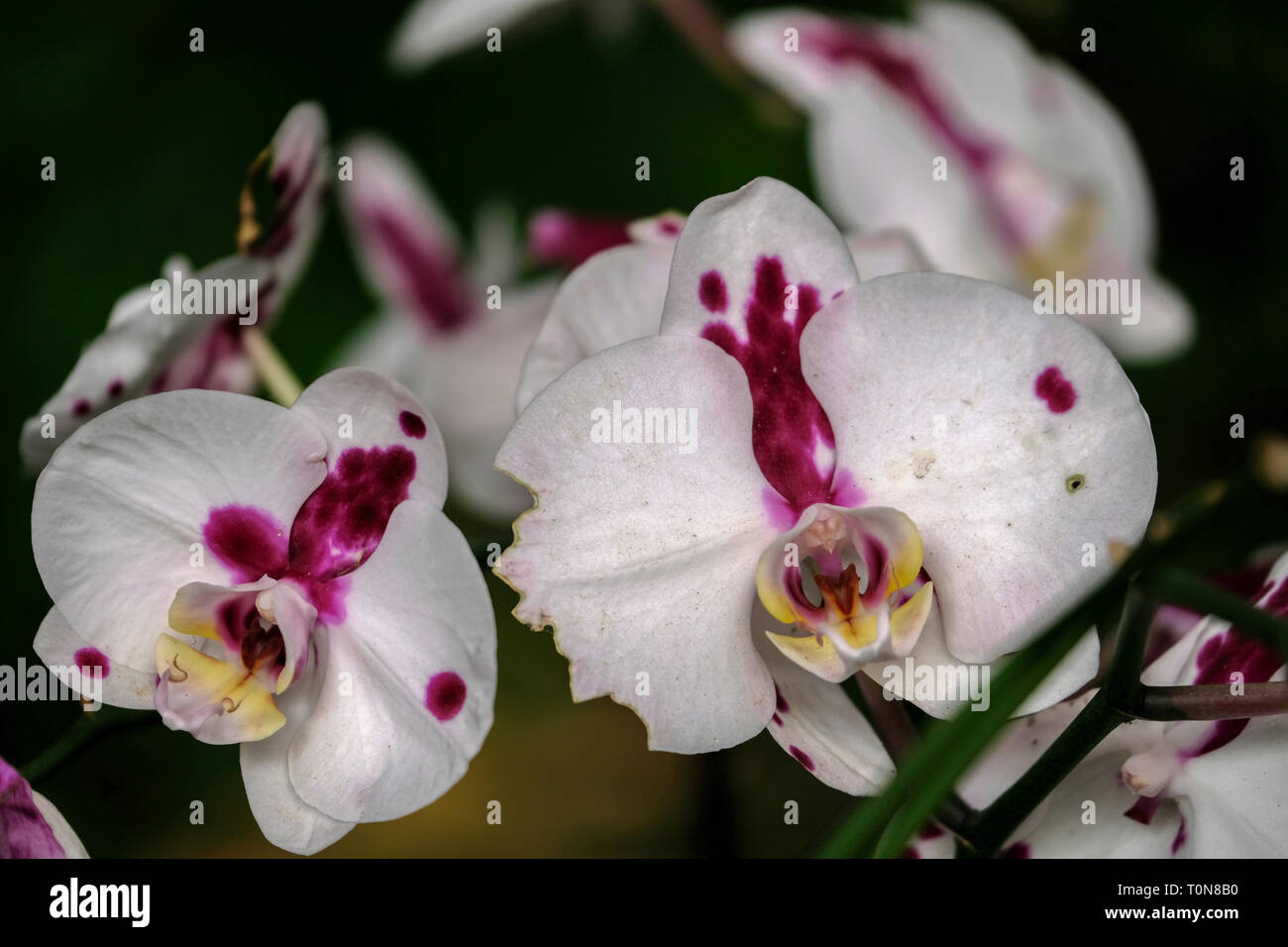 white and Purple Orchid closeup Stock Photo