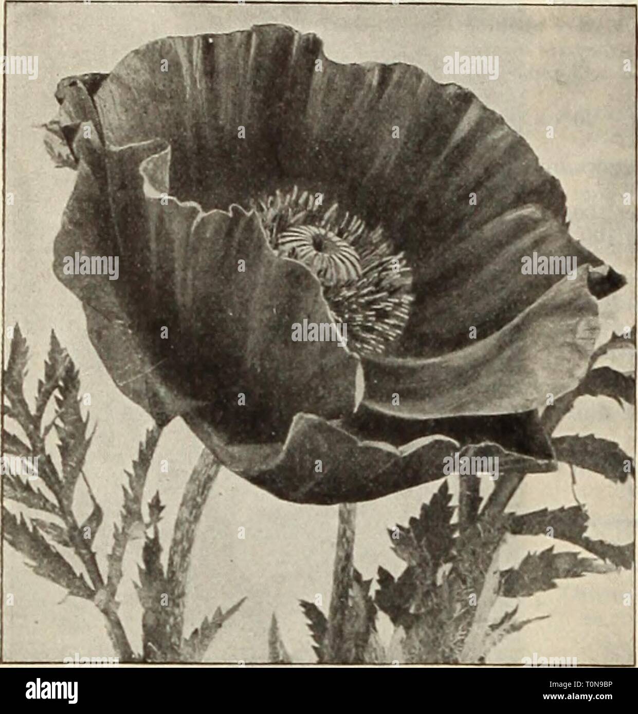 Dreer's autumn catalogue, 1913 (1913) Dreer's autumn catalogue, 1913  dreersautumncata1913henr Year: 1913  42    Oriental Poppy. MERTENSIA BiueBeiu. Virginlca. An early spring-flowering plant, growing about 1 to 1.'. fee-1 lii' ;h, with drooping panicles of handsome light blue flowers, fading to clear pink; one of the most interesting of our native spring flowers; May and June. 15 cts. each; $ 1. 50 per doz. OENOTHERA Evening Primrose). Missouriensis. Large golden yellow; 1 fcot. Pilgrimi. Large clusters of bright yellow. Speciosa. A rare, pure white variety. Young). Bright yellow; 1 foot. 15  Stock Photo