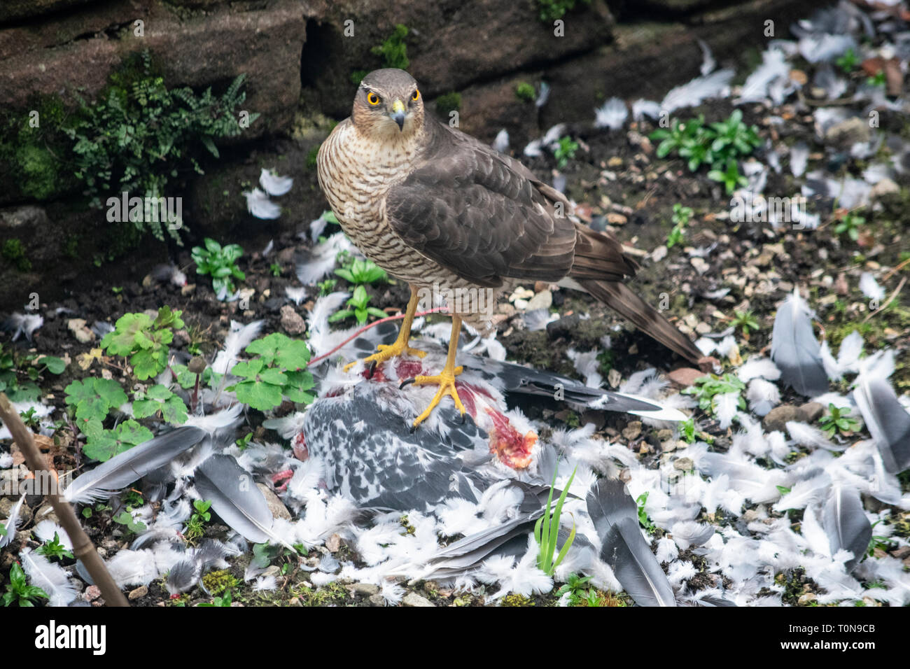 Sparrowhawk eating a dead pigeon Stock Photo