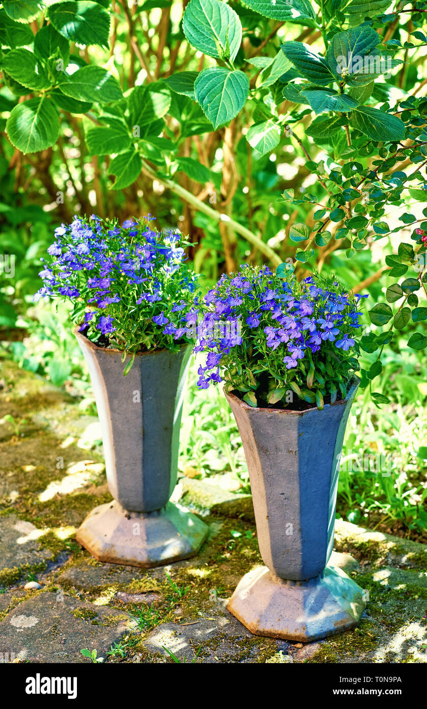 Two flowerpots with Blue Lobelia Erinus in a garden. Stock Photo