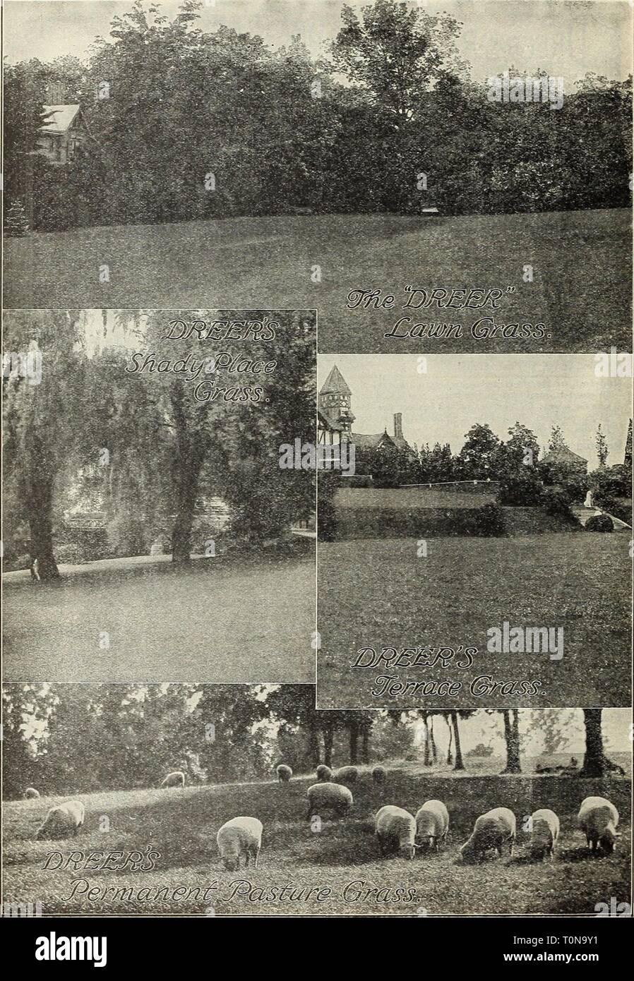Dreer's garden book 1916 (1916) Dreer's garden book 1916 dreersgardenbook1916henr Year: 1916 44 IHEMRTA DREER PHILADELPHIA fk IfiPELIABlf GRASS^ CLOVE R SEEDS: JMrmanem Stock Photo