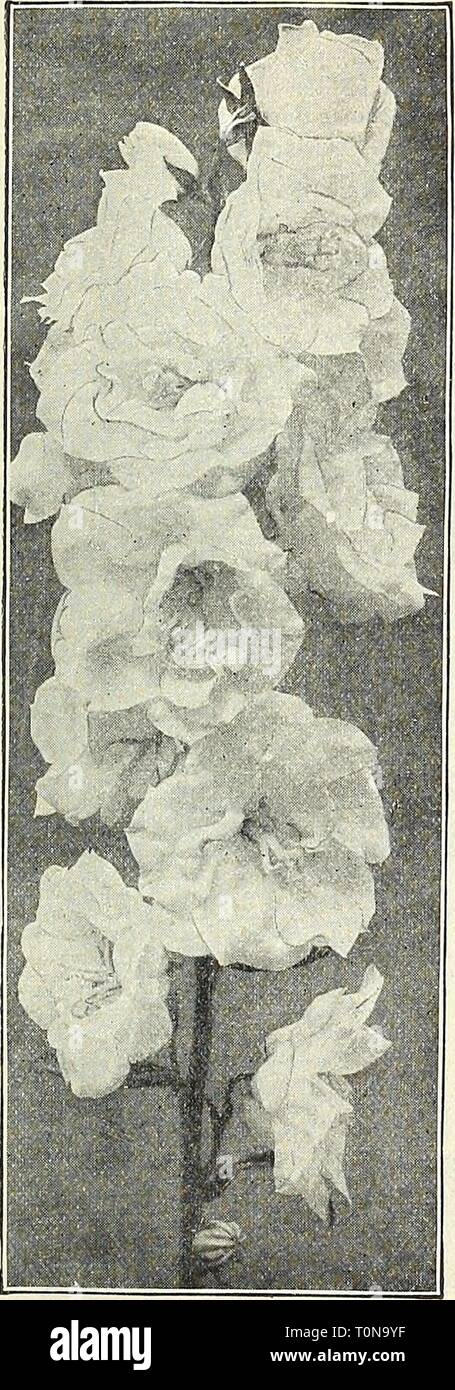 Dreer's 1908 autumn catalogue (1908) Dreer's 1908 autumn catalogue dreers1908autumn1908henr Year: 1908 BoLTONiA Latisquama. CALimHRIS (Star Wort) Incisa. An attractive plant for the border July to September daisy-like pale lavende grows 12 to 18 inches high, producing from flowers with vellow centre. CAL,L,IRIIOK (Poppy Mallow). Involucrata. An elegant trailing plant, with large saucer-shaped flowers of bright rosy- crimson, with white centres, which are produced all summer and fall. Linearlloba. Delicate light rose-colored flowers all summer. CAMPANULA (Bell Flower). Alllariaefolia. Grow Stock Photo