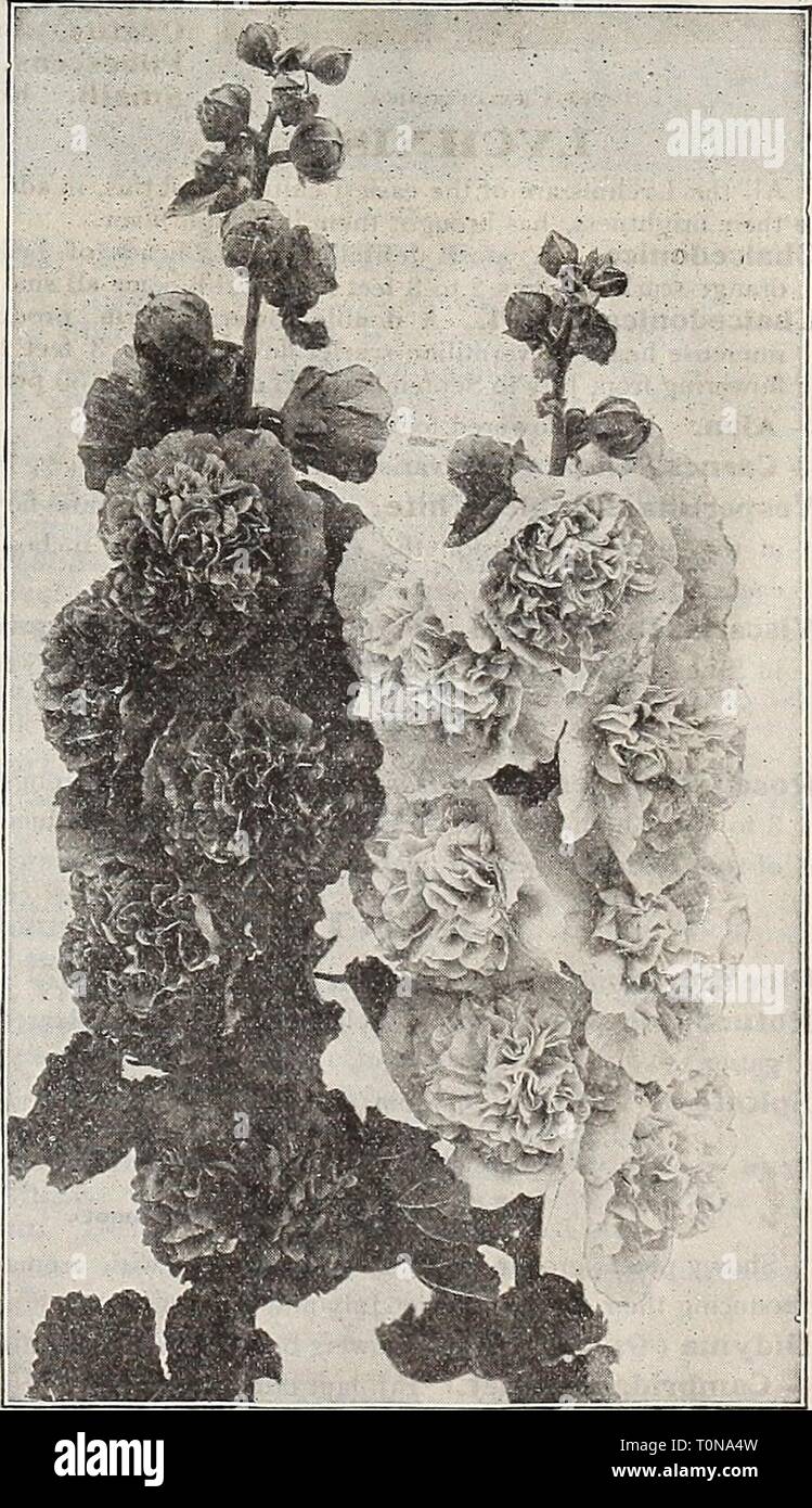 Dreer's 1910 autumn catalogue (1910) Dreer's 1910 autumn catalogue  dreers1910autumn1910henr Year: 1910  Heuchera (Alum Root). HELIOPSIS (Orange Sunflower), Similar in general habit to Helianthus, but commencing to flower earlier in' the season; of dwarfer'habit, rarely exceeding 3 feet in height; very valuable for cutting, Pitcheriana. Flowers deep golden-yellow color, about 2 inches in diameter, of very thick texture, and very graceful for cutting. Pitcheriana Semi=plena. A semi-double form of the above. HEMEROCALLIS (Day Lily). See page 27. HIBISCUS (Mallow,. Desirable border plants, growin Stock Photo
