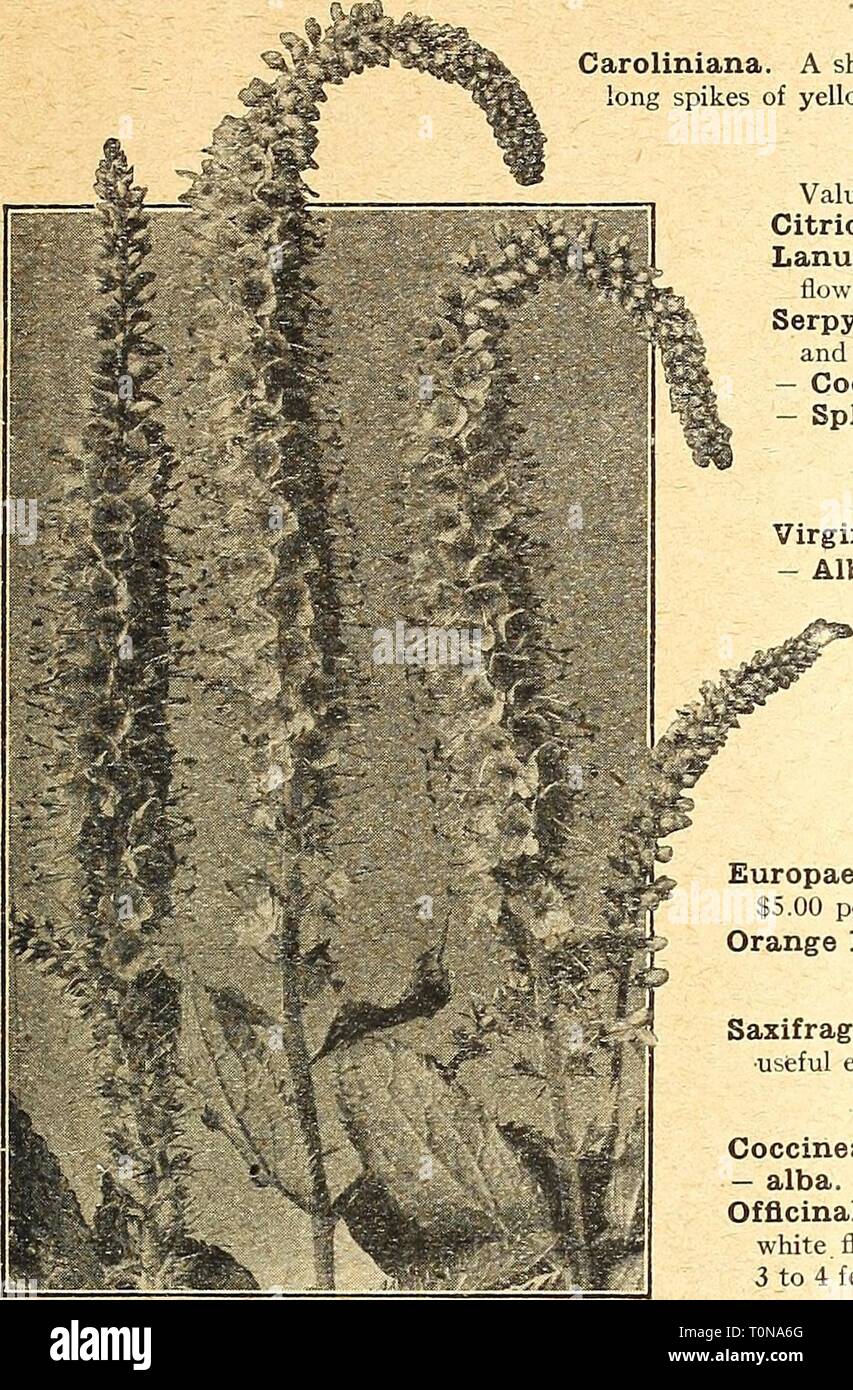 Dreer's autumn catalogue 1924 (1924) Dreer's autumn catalogue 1924  dreersautumncata1924henr Year: 1924  (flElflyA-BBEEl^ HARDy PERENNIAL PIMTS I 47 Thernnopsis Caroliniana. A showy, tall growing plant, attaining a height of 3 to 4 feet, producing long spikes of yellow flowers in June and July. 25 cts. each; $2.50 per doz. Thymus (Thyme) Valuable trailing plants for the rockery or the edge of the border. Citriodorus Aureus. The golden-leaved lemon-scented Thyme. Lanuginosus (Woolly-Leaved Thyme). Greyish foliage and rosy-lilac flowers.    Mats of dark green foliage Veronica Longifolia Subsessi Stock Photo