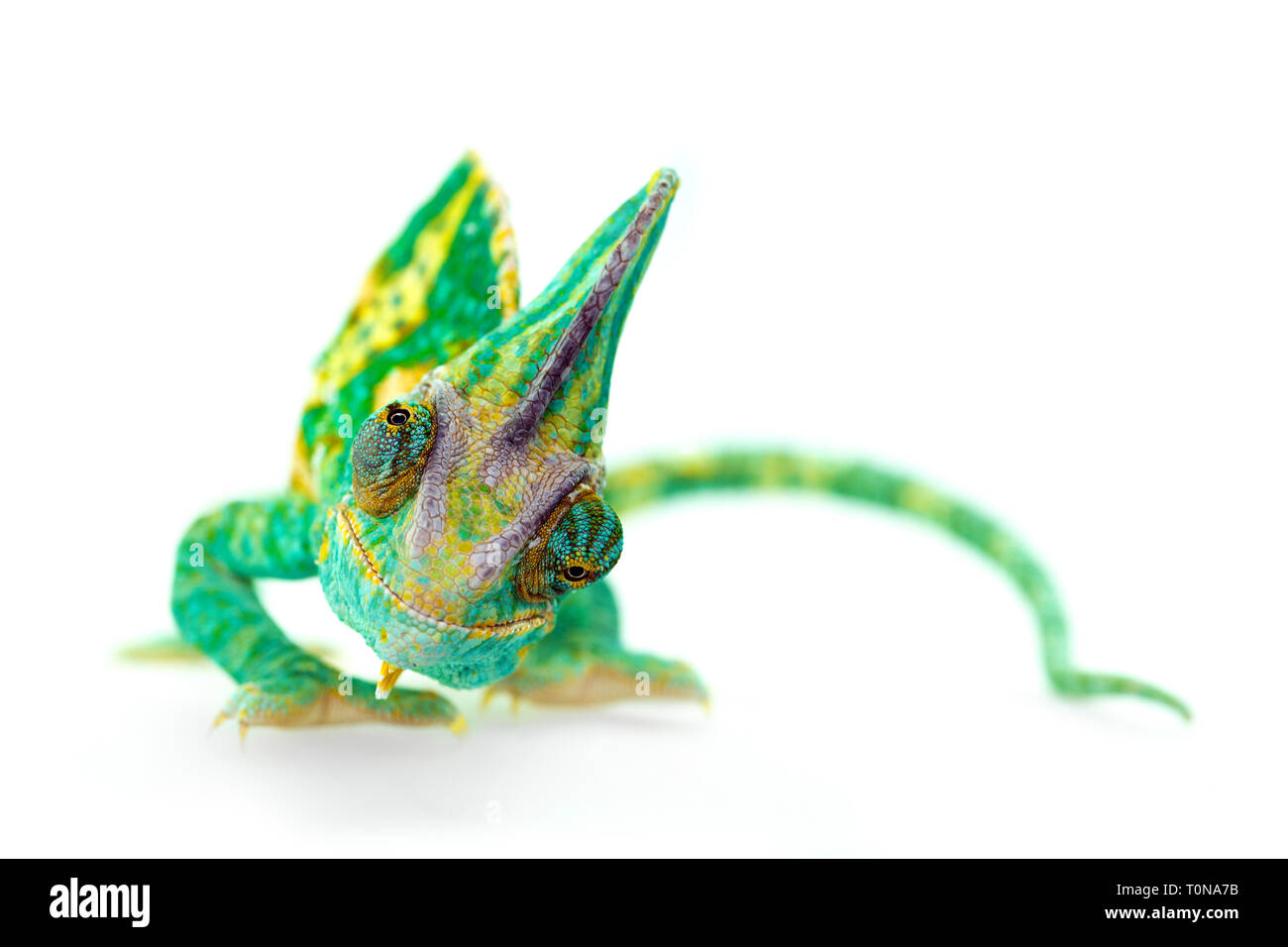 funny close view of a beautiful  green colorful  chamaeleo calyptratus looking you. Species also called veiled, cone-head or yemen chameleon. Stock Photo