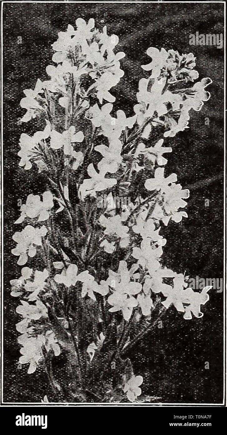 Dreer's complete wholesale price list Dreer's complete wholesale price list for florists : March 1934 edition  dreerscompletewh1934henr Year: 1934  Anchnsa Itallca, Dropmore Variety Dreer's liOng-spurred Aqnllegla (Columbine) Anchusa Myosotidiflora A distinct dwarf hardy species, 10 inches high, pro- ducing during April and May sprays of rich blue flowers. Excellent for the rock garden and as a ground cover for lilies. Trade pkt., 50 cts.; oz., $4.00. Anemone (windflower) Coronaria. Alixed Colors (Poppy Anemone). Trade pkt., 20 cts.; oz., 75 cts. St. Brlgid. A beautiful selection of the above. Stock Photo