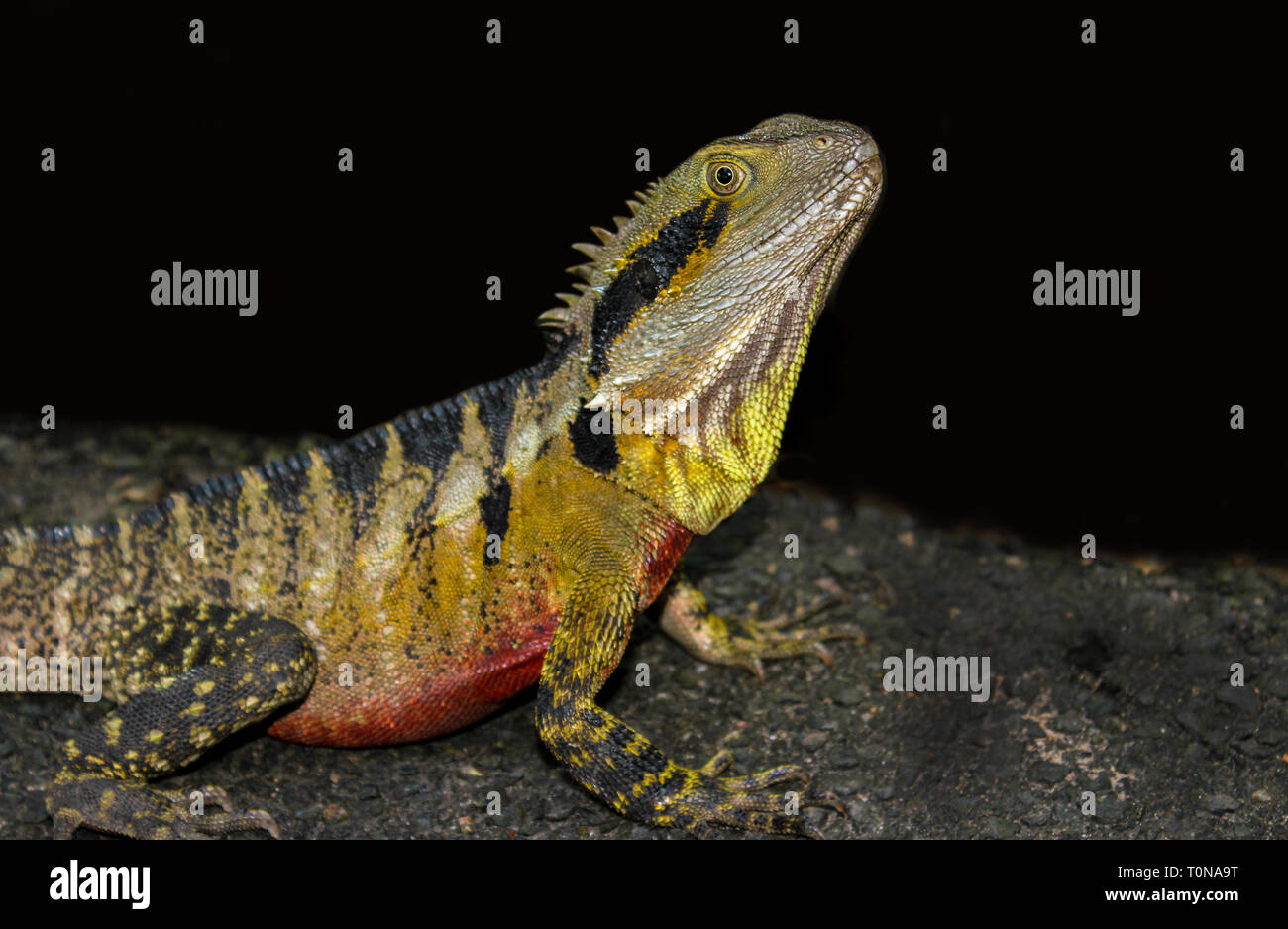iguana lizard looking out in rainforest asutralia, reptile portrait isolated on black Stock Photo