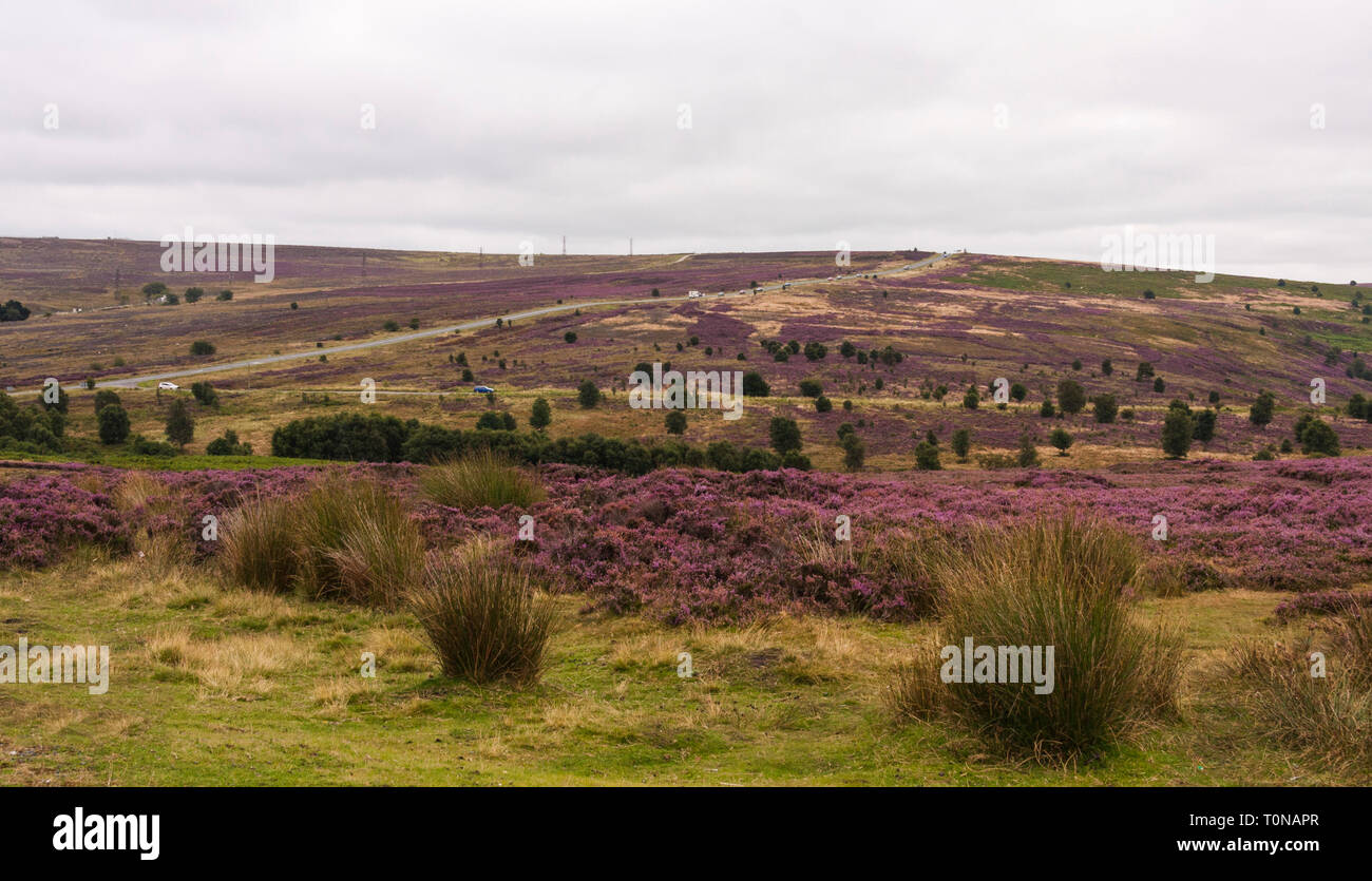 Scenic view of the North Yorkshire Moors with the heather and grassland Stock Photo