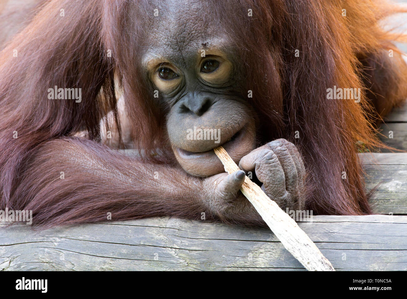 Young Bornean Orangutan chewing on a stick Stock Photo