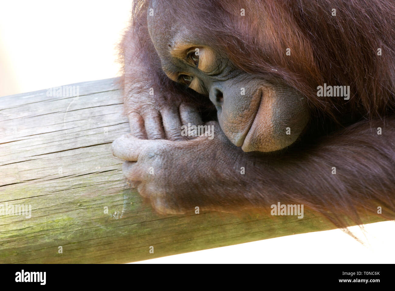 Daydreaming Orangutan Stock Photo