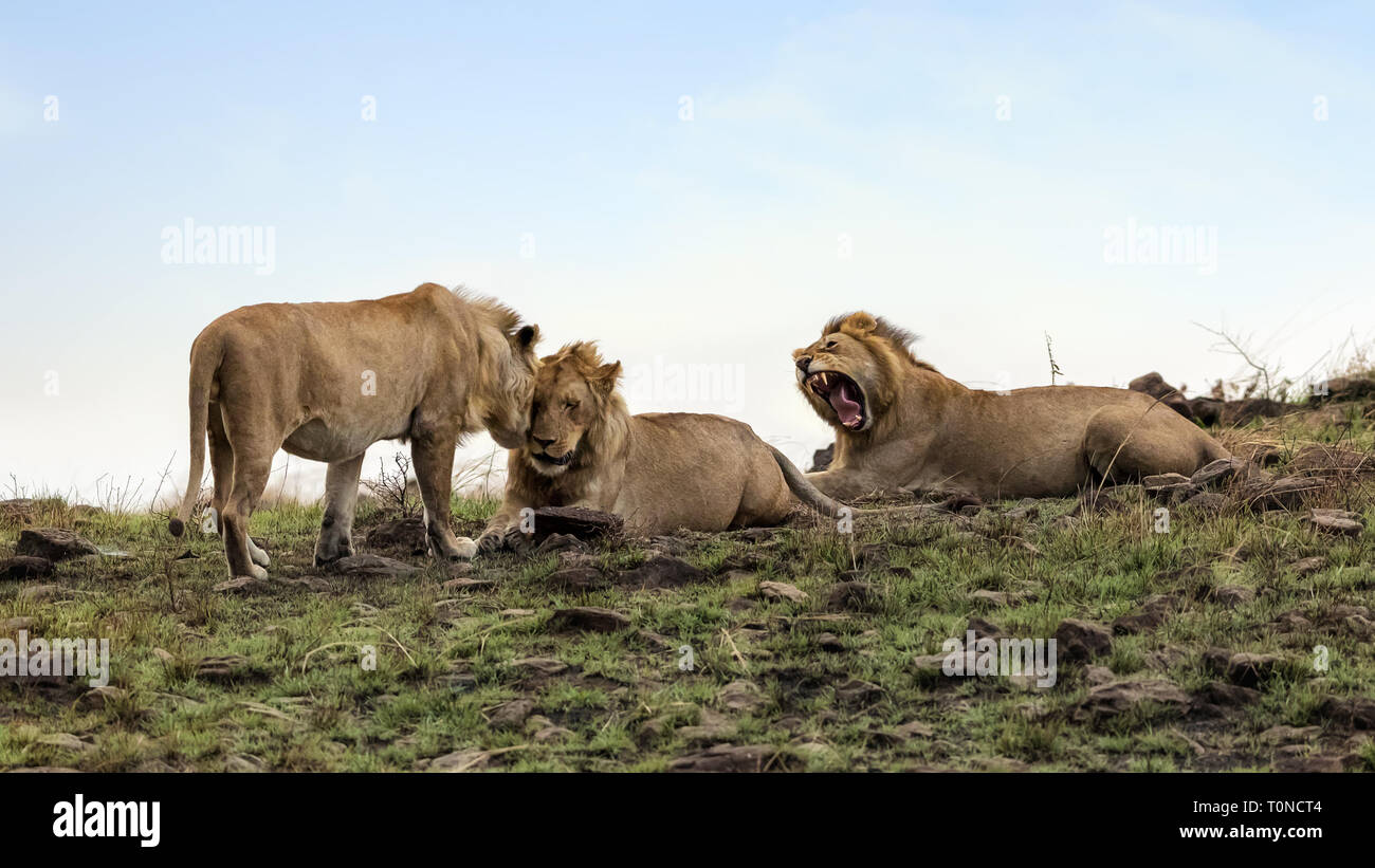 Lion brothers hi-res stock photography and images - Alamy