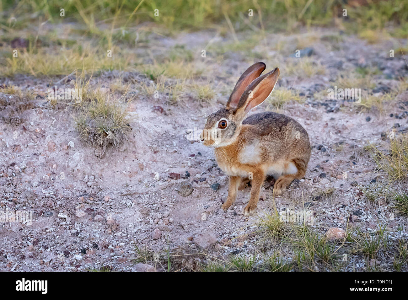 African hare, Lepus capensis, also known as the Cape or Desert hare, in Amboseli National Park, Kenya. This herbivore is mostly nocturnal Stock Photo - Alamy African hare, Lepus capensis, also known as the Cape or Desert hare, in Amboseli National Park, Kenya. This herbivore is mostly nocturnal Stock Photo - Alamy