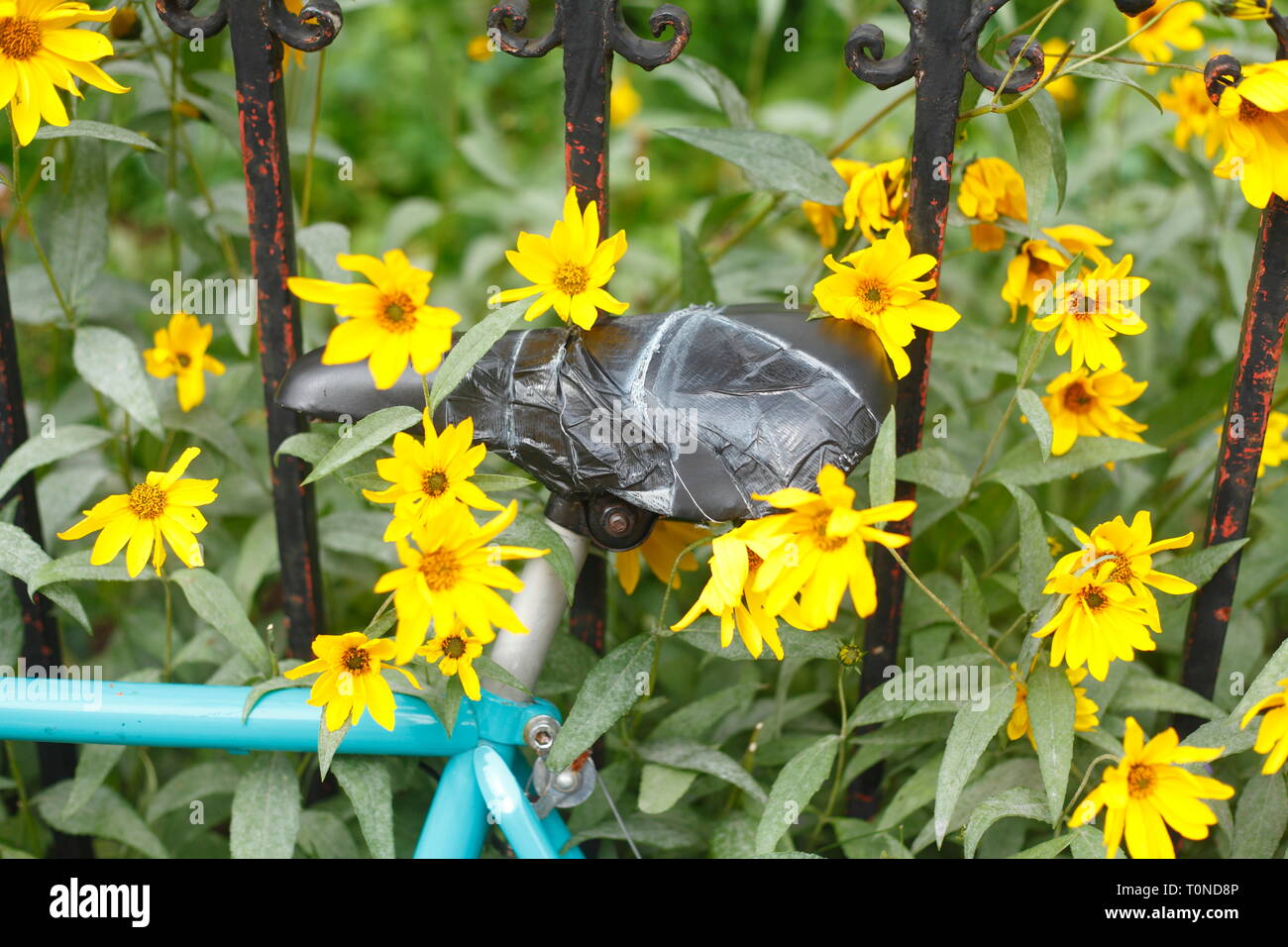 Bicycle saddle, garden fence and blooming yellow sun hat, flowers, Germany Stock Photo