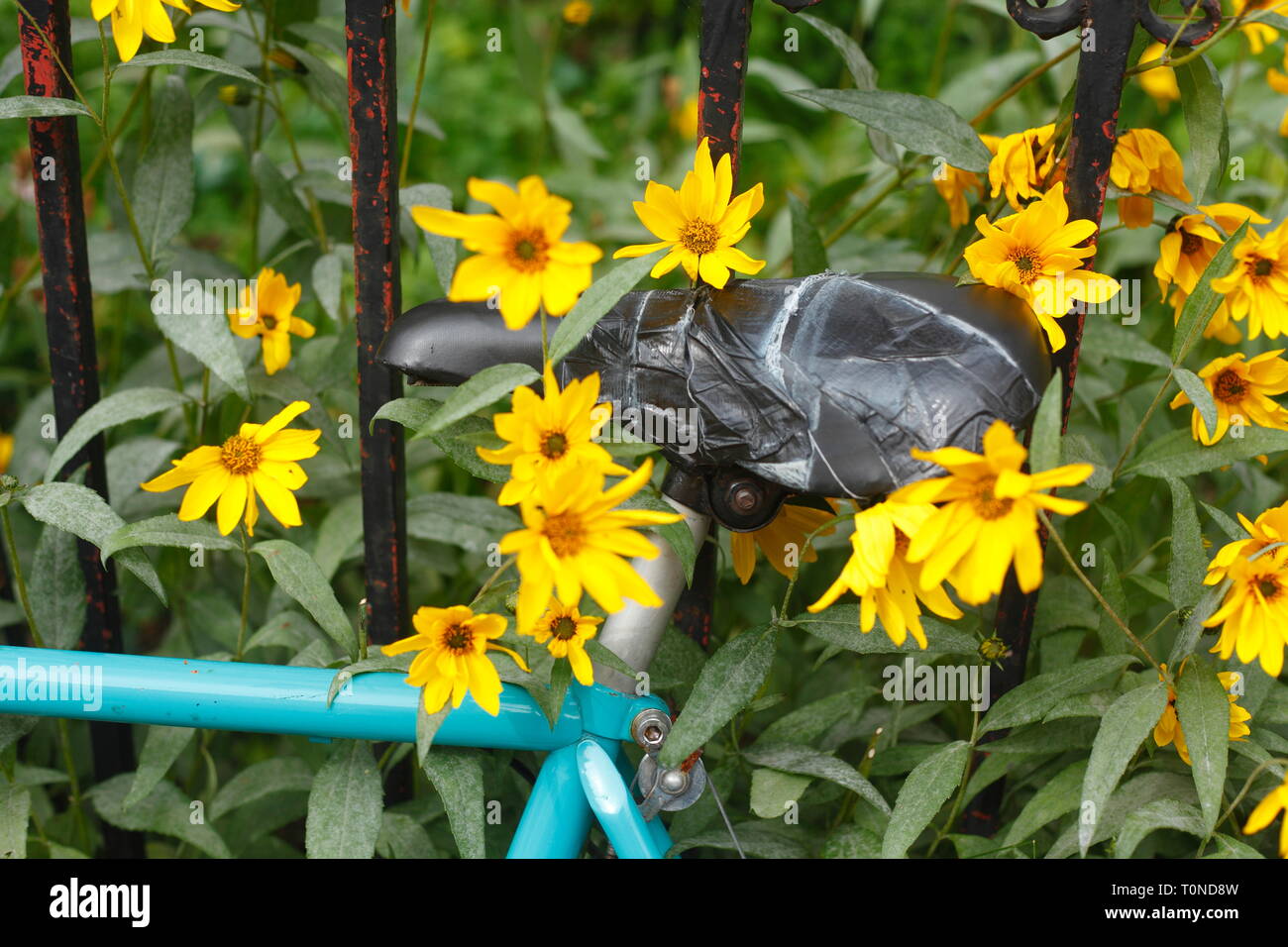Bicycle saddle, garden fence and blooming yellow sun hat, flowers, Germany Stock Photo