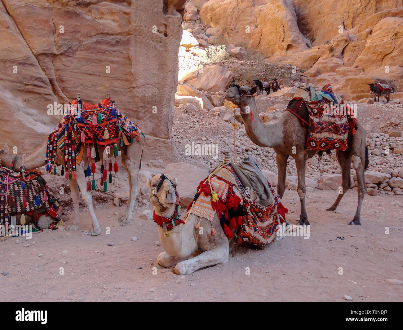 Camels at Petra. Stock Photo