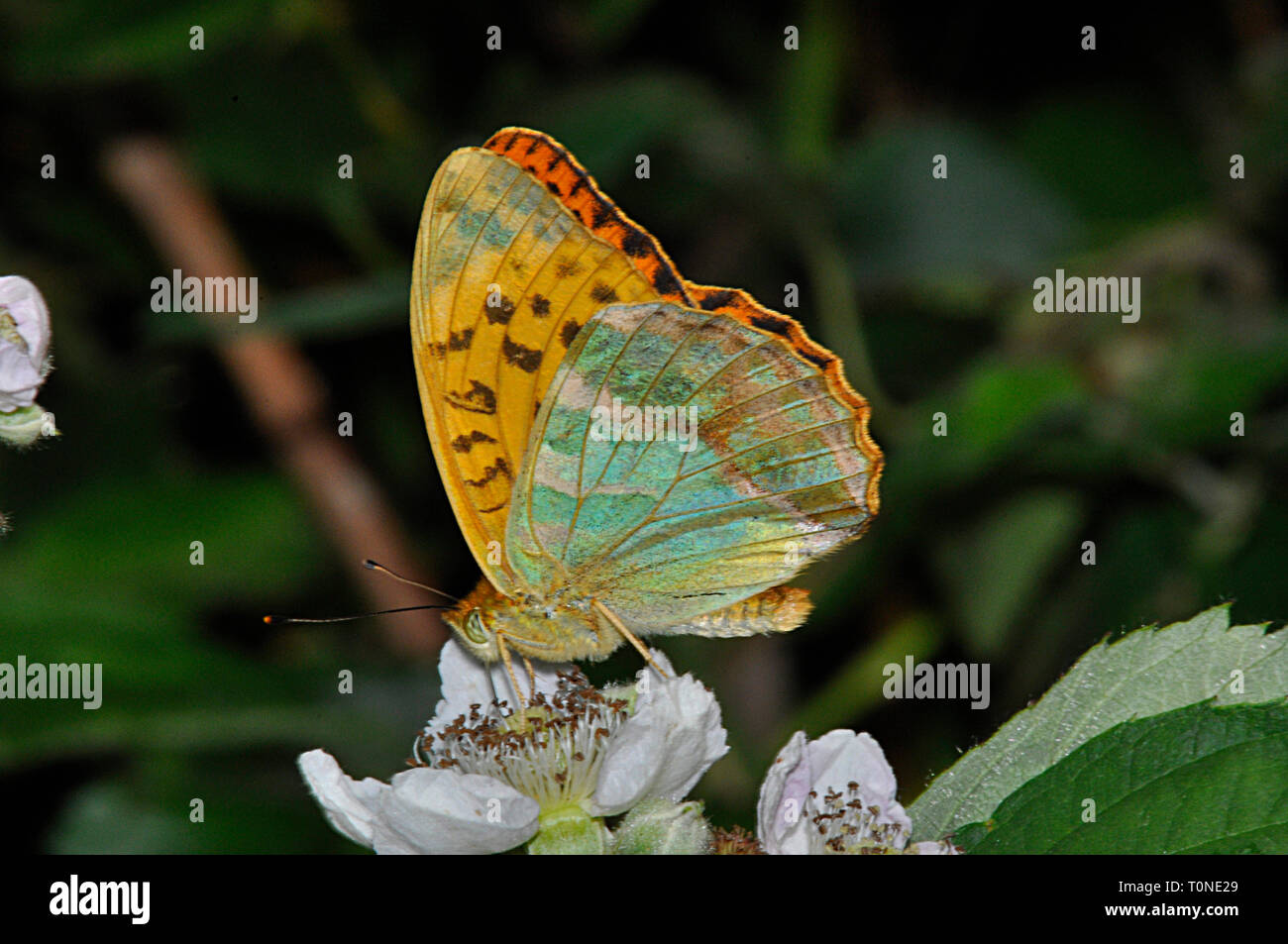 Silver-washed Fritillary,'Argynnis paphia', butterfly,woodlands,on blackberry flower, July and August, Somerset, UK Stock Photo