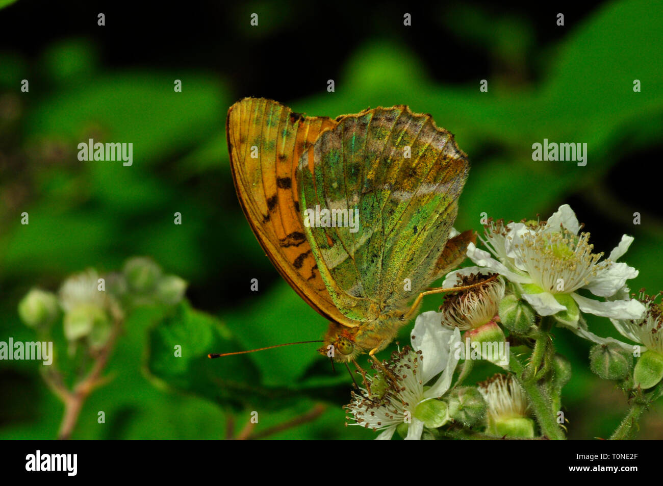 Silver-washed Fritillary,'Argynnis paphia', butterfly,woodlands,on blackberry flower, July and August, Somerset, UK Stock Photo