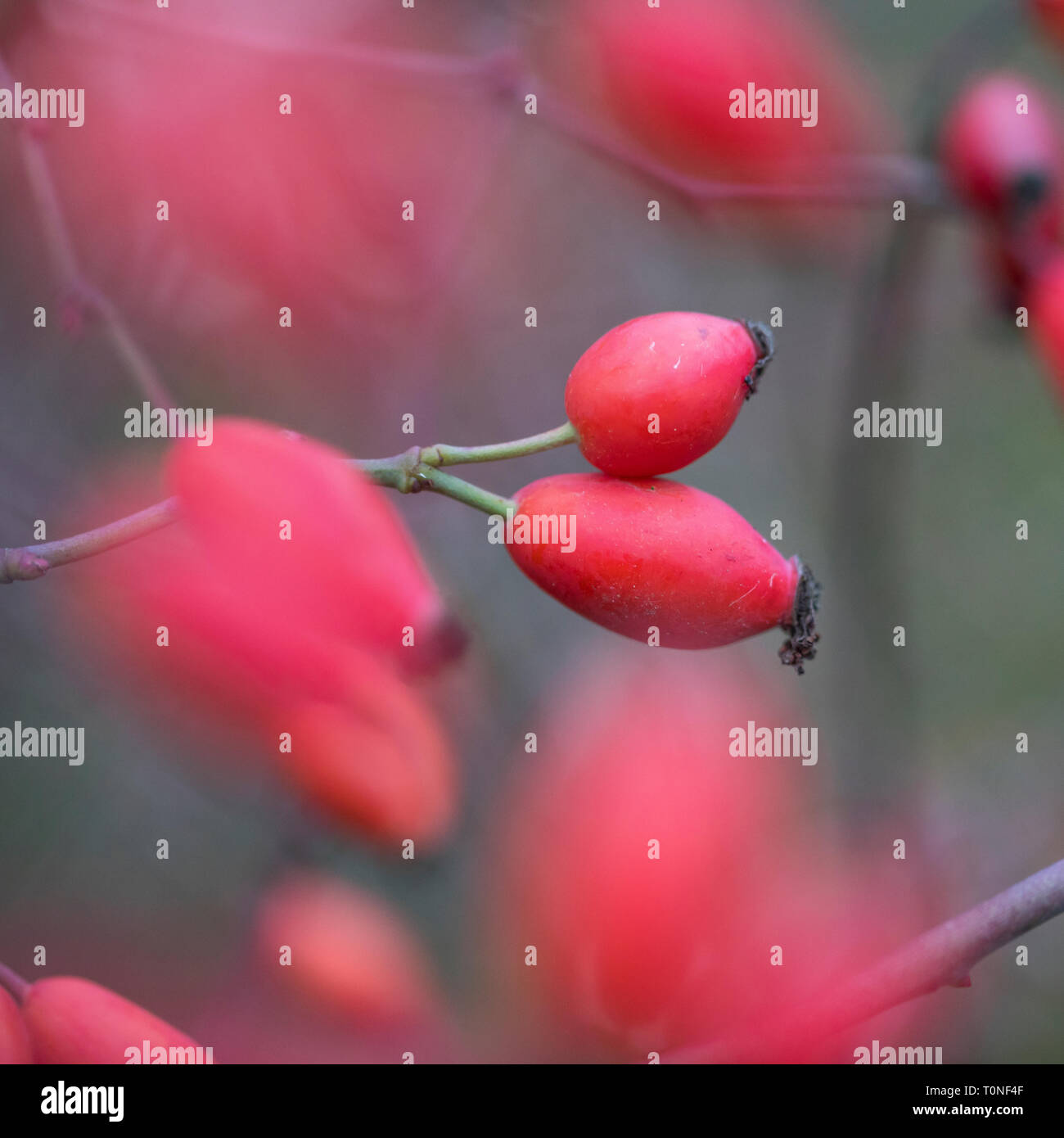 Hip plants hi-res stock photography and images - Alamy