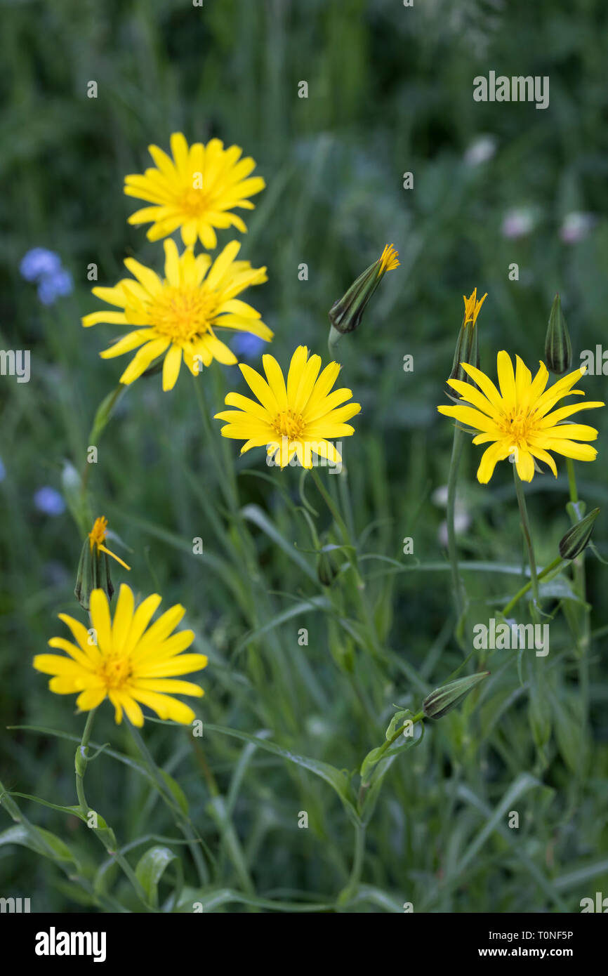 Wiesen-Bocksbart, Wiesenbocksbart, Bocksbart, Tragopogon pratensis, Meadow Salsify, Showy Goat's-beard, Meadow Goat's-beard, Jack-go-to-bed-at-noon, L Stock Photo