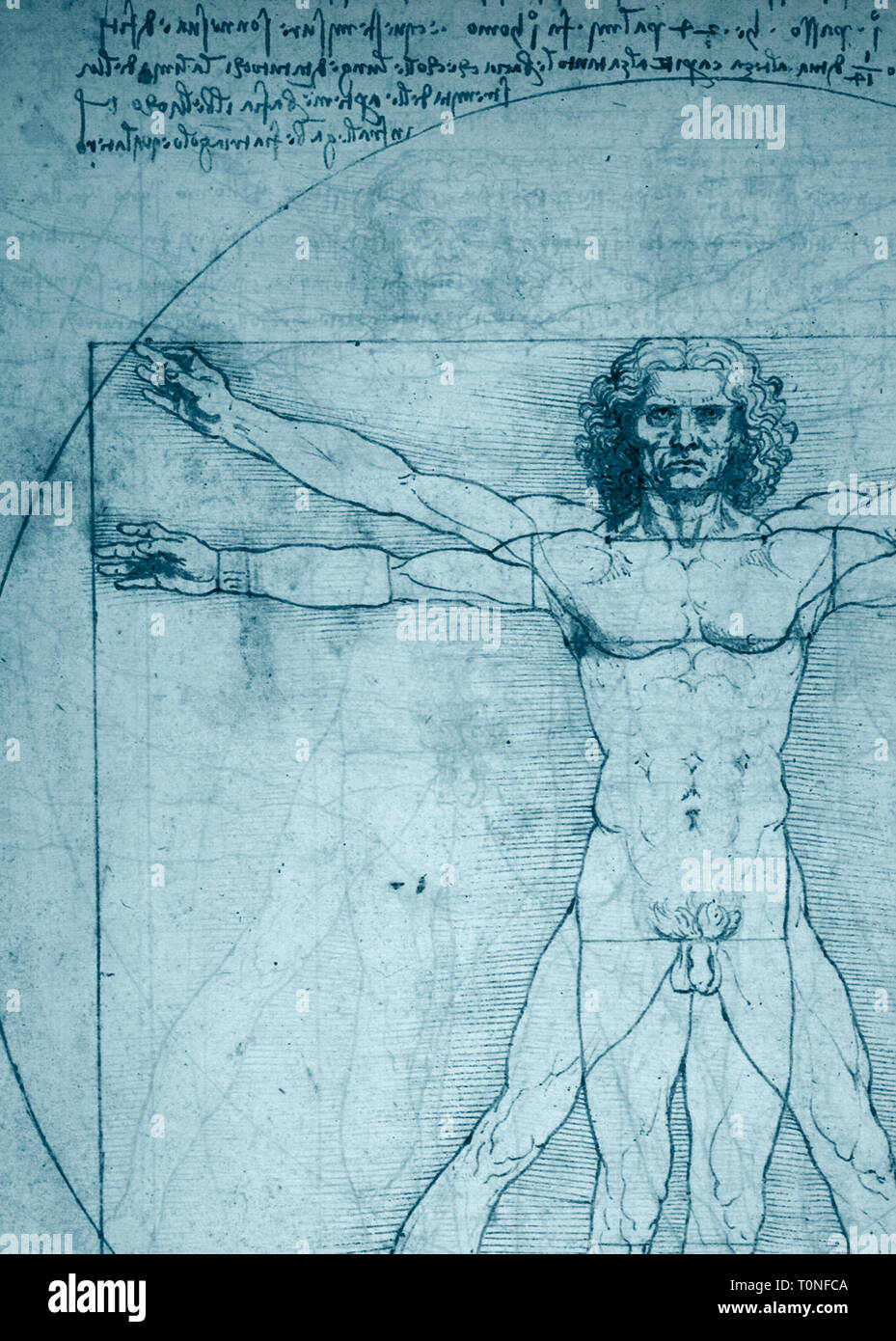 detail of the Vitruvian man drawing by Leonardo da Vinci Stock Photo
