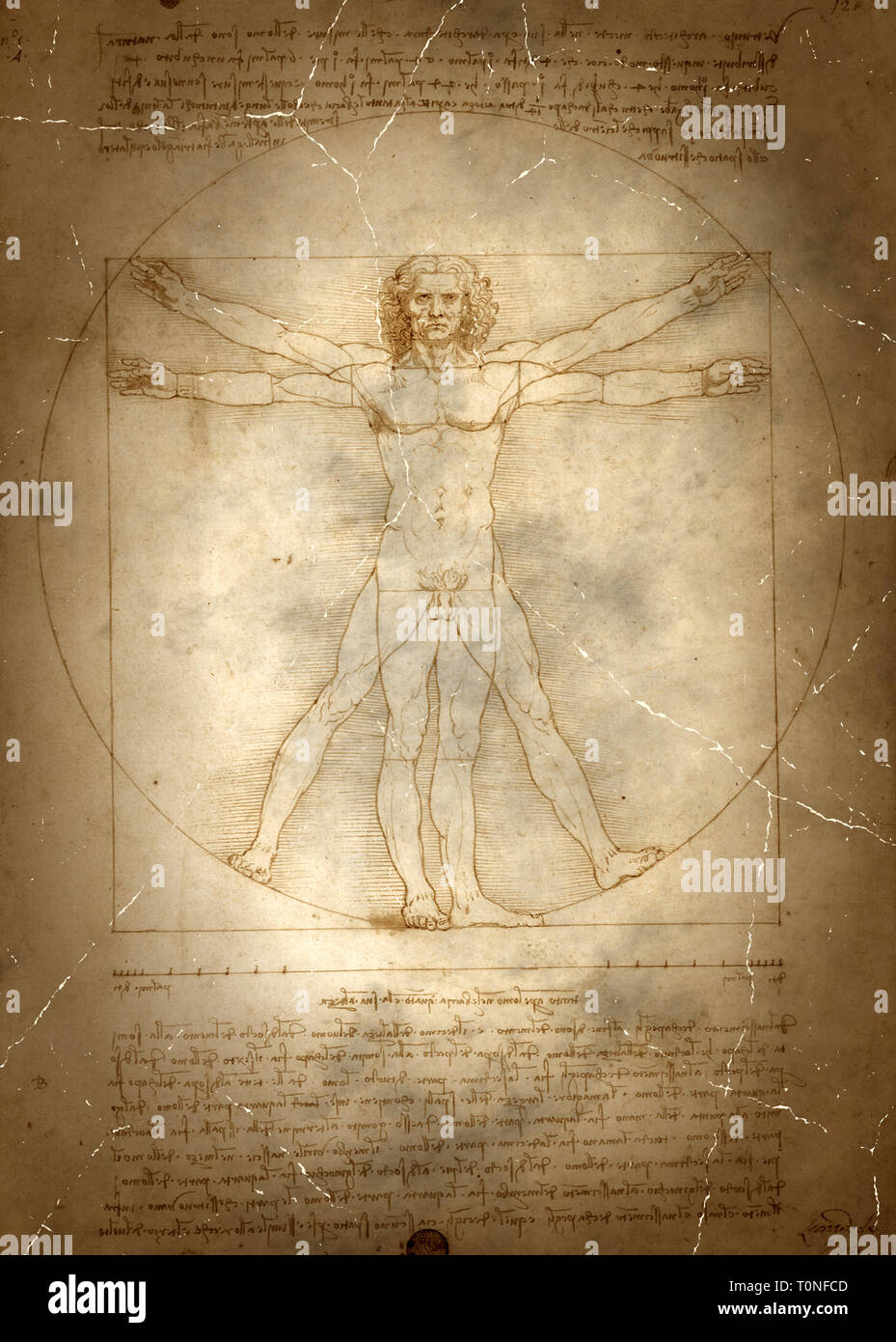 Vitruvian man drawing by Leonardo da Vinci Stock Photo