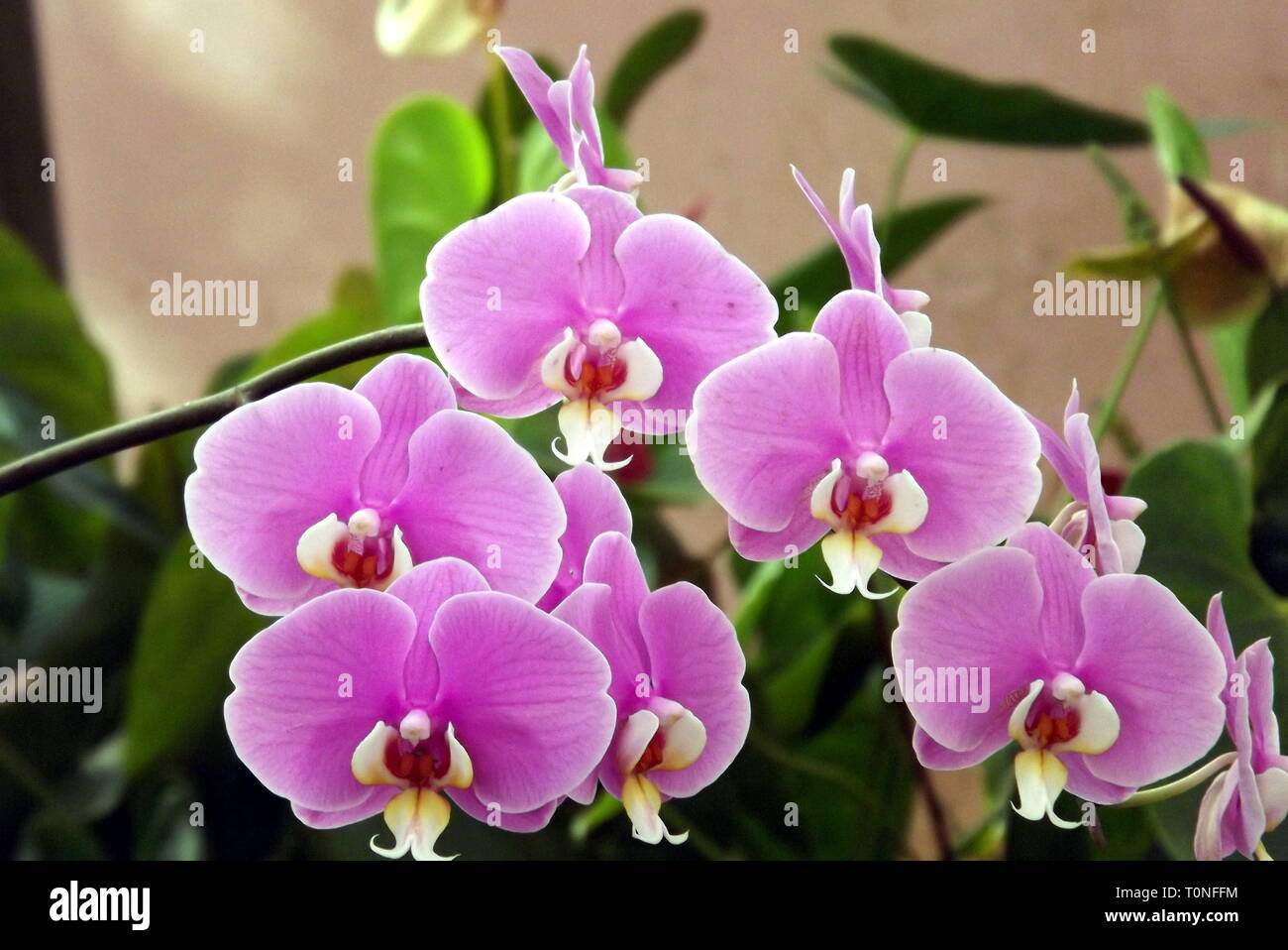 Exotic moth orchid flower at Mahabaleshwar, Maharashtra, India Stock Photo