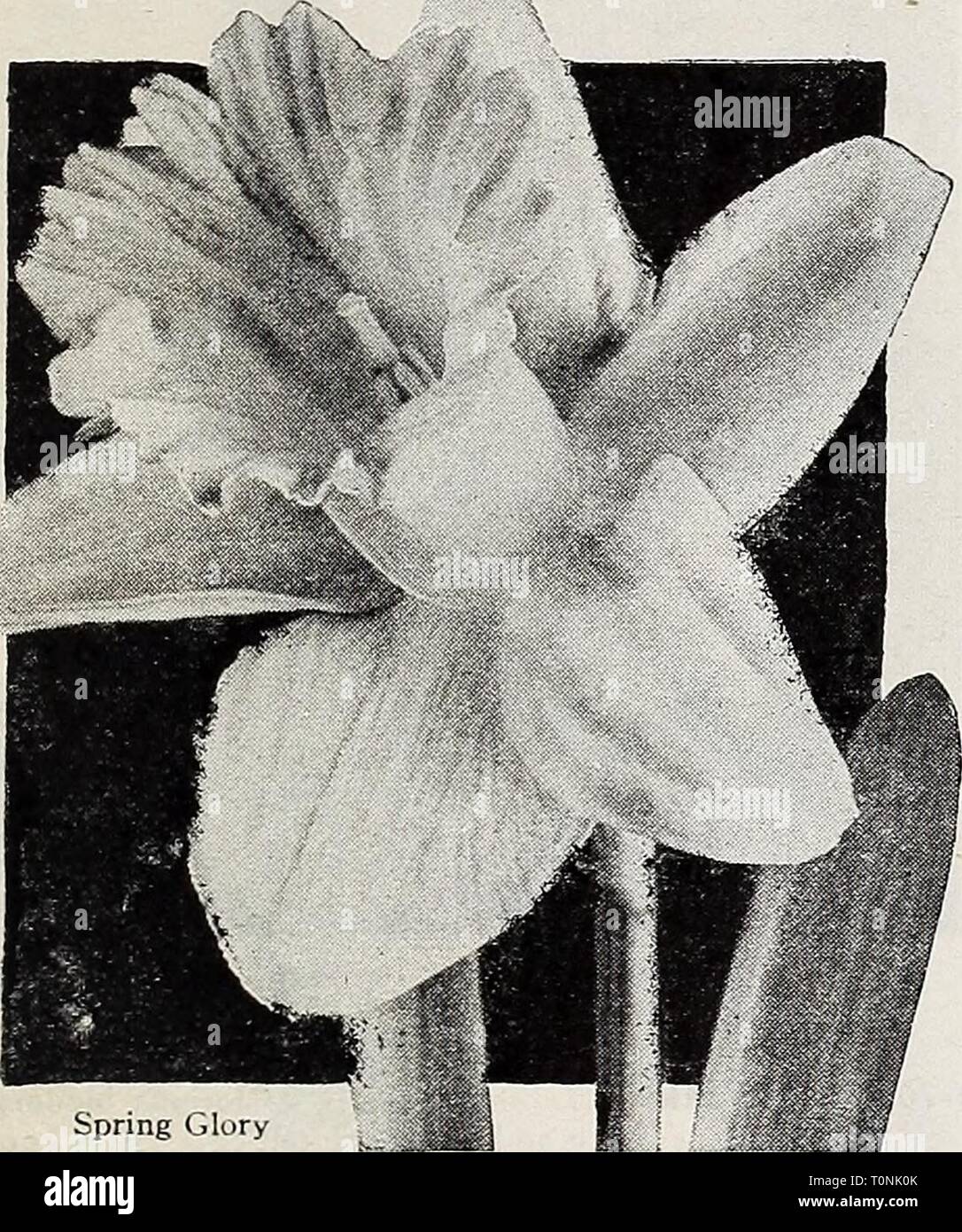 Dreer's autumn planting guide for Stock Photo Alamy