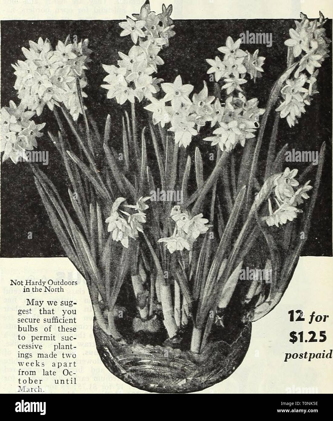 Dreer's autumn 1946 planting guide Dreer's autumn 1946 planting guide  dreersautumn19461946henr Year: 1946  Triandrus albus 40-806 Triandrus a'bus (Angels Tear). A perfect little gem with graceful nodding blooms in which the creamv white perianth petals are facing upward and the pure white cup is fully exposed to view. It re- sembles a miniature C'clamen. Give it a gritty soil as it likes good drainage. 6 in. 20c each; 3 for 4Sc; 12 for $1.60; 25 for $2.75; 100 for $10.00. 40-80Z W. P. Milner. A m.ore vigor- ous variety which also may well be used in borders because it is de- cidedly persiste Stock Photo