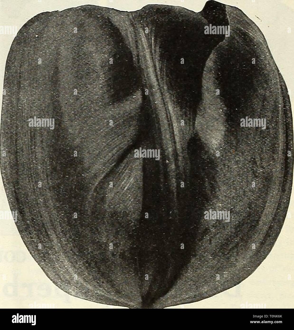 Dreer's autumn catalogue 1922 (1922) Dreer's autumn catalogue 1922  dreersautumncata1922henr Year: 1922  10 /flEfflyA-IIREEl BULBS SmLL PLANTlNe, &gt;HlLB»EliPHRl^ Dreer's Famous Old Dutch or Breeder Tulips This fine old May-flowering type has been neglected for many years, but are again becoming popular; in fact they have, for the past two or three years, been given great promi- nence in many of the strictly up-to-date gardens. They are very similar to the Darwins in their tall, strong growth, and with even larger flowers, and bloom about the same time, but have an entirely different range of Stock Photo