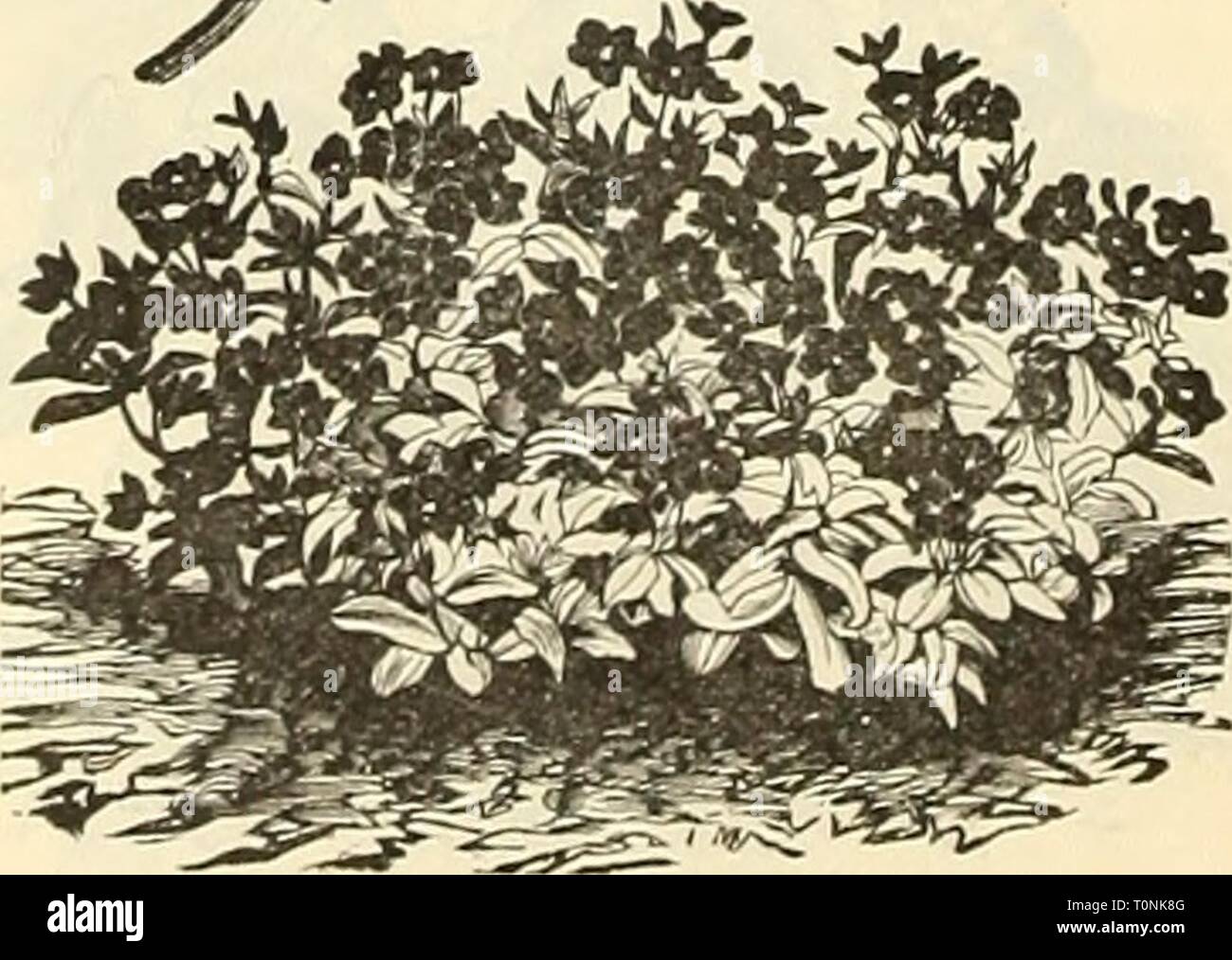 Dreer's December 1898 special wholesale Dreer's December 1898 'special' wholesale price list : select list of decorative plants  dreersdecember181898henr Year: 1898  Phi.ox Dm-.MMONDII Gbandiixoua Petunia, liybrida pure white ' Dwarf Inimitable ' ' Snowball ' striped and blotched, finest mixed ' fine mixed Phlox Drummondii, finest mixed grandiflora white chamois rose carmine, white eye yellow scarlet ' striped white blood red, with white eye . . finest mixed nana compacta, Snowball Fireball ' ' cannine ' ' Fair Maid,//'Â«/â .... ' ' mixed double scarlet ' white ' yellow Starof Qucdlinburg (^/f Stock Photo
