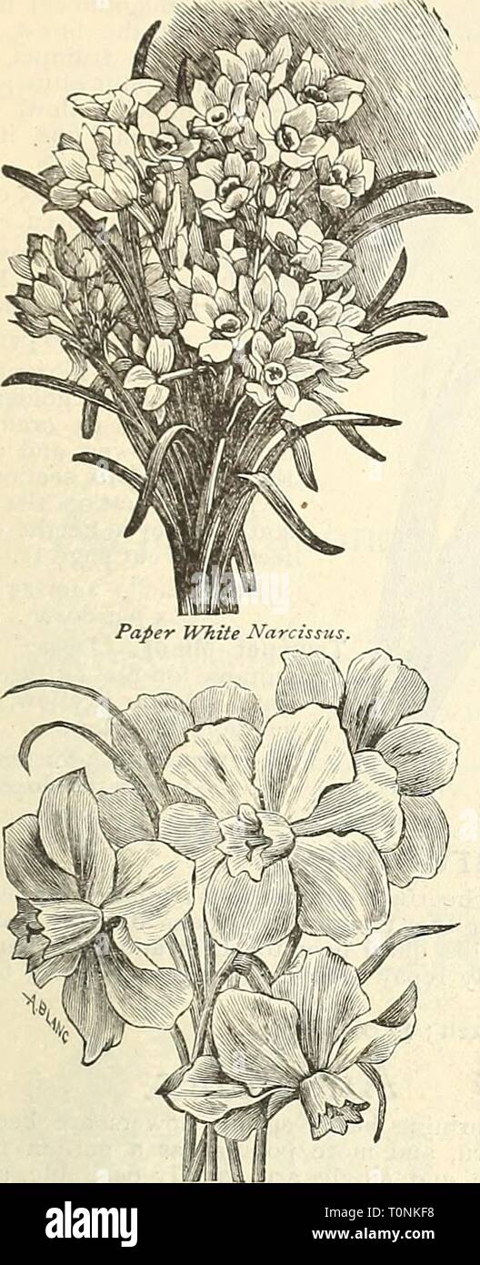 Dreer's bulb list  1887 Dreer's bulb list : 1887  dreersbulblist181887henr Year: 1887  Dreer's fluTUMN Bulb Liist. n Narcissus, POLYANTHUS, BUNCH FLOWERING OR TAZETTA SECTION.    Camfiernellu Chalice Flower. Incomparabilis Leedsi. A charming flower for ladies' wear. It is one of the best for cutting; forces readily, and holds the bloom well. Cup richly stained orange, scarlet, perianth yellow. 10 cents each; 3 for 25 cents; 90 cents per dozen. Double Narcissus. Gardenia Daffodil. (Alba plena odor- ata.) Flowers of medium size, in shape and fragrance like a Gar- denia, pure white. 8 cents each  Stock Photo
