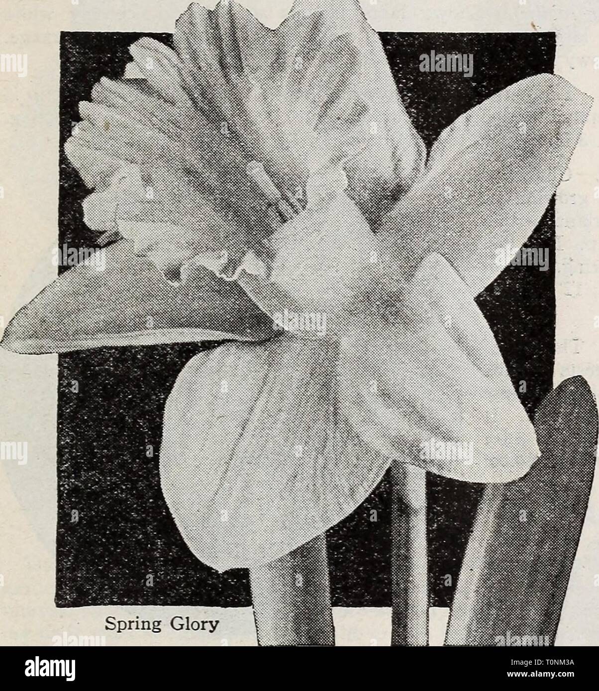 Dreer's bulbs plants, shrubs and Dreer's bulbs plants, shrubs and seeds for fall planting : autumn 1937  dreersbulbsplant1937henr Year: 1937  Narcissus or Daffodils Prince of Wales. A showy, well-formed flower of bold and stately appearance. The color is a lovely uniform light yellow that gives a splendid contrast against the vigorous rich green foliage. 3 for 45c; 12 for $1.50; 100 for $10.00. Robert Sydenham. Massive, well-proportioned blooms with wide overlapping perianth petals of a clear yellow with a very large, well expanded and nicely frilled golden yellow trumpet. Grows 18 to 20 inche Stock Photo