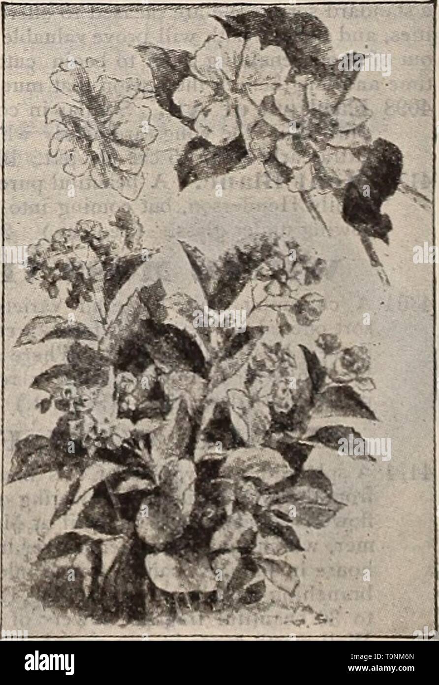 Dreer's 1901 garden calendar (1901) Dreer's 1901 garden calendar  dreers1901garden1901henr Year: 1901  Arabis Alpina Fl. Pl. BEGONIA CAEEDONIA. The White-flowerius Gloire tie Lorraine. Of the many Begonias now in cultivation, none has become so quickly popular as Gloire de Lorraine. Many florists in the larger cities grow entire houses of this variety alone I'or Christmas sales, at which time plants in 6-inch [lols frequently sell at from $3.00 to $6.00 each. In Caledonia we have an exact counterpart of Lorraine, except in color, which, in place of pink, is a pleasing pearly-white. The plant h Stock Photo
