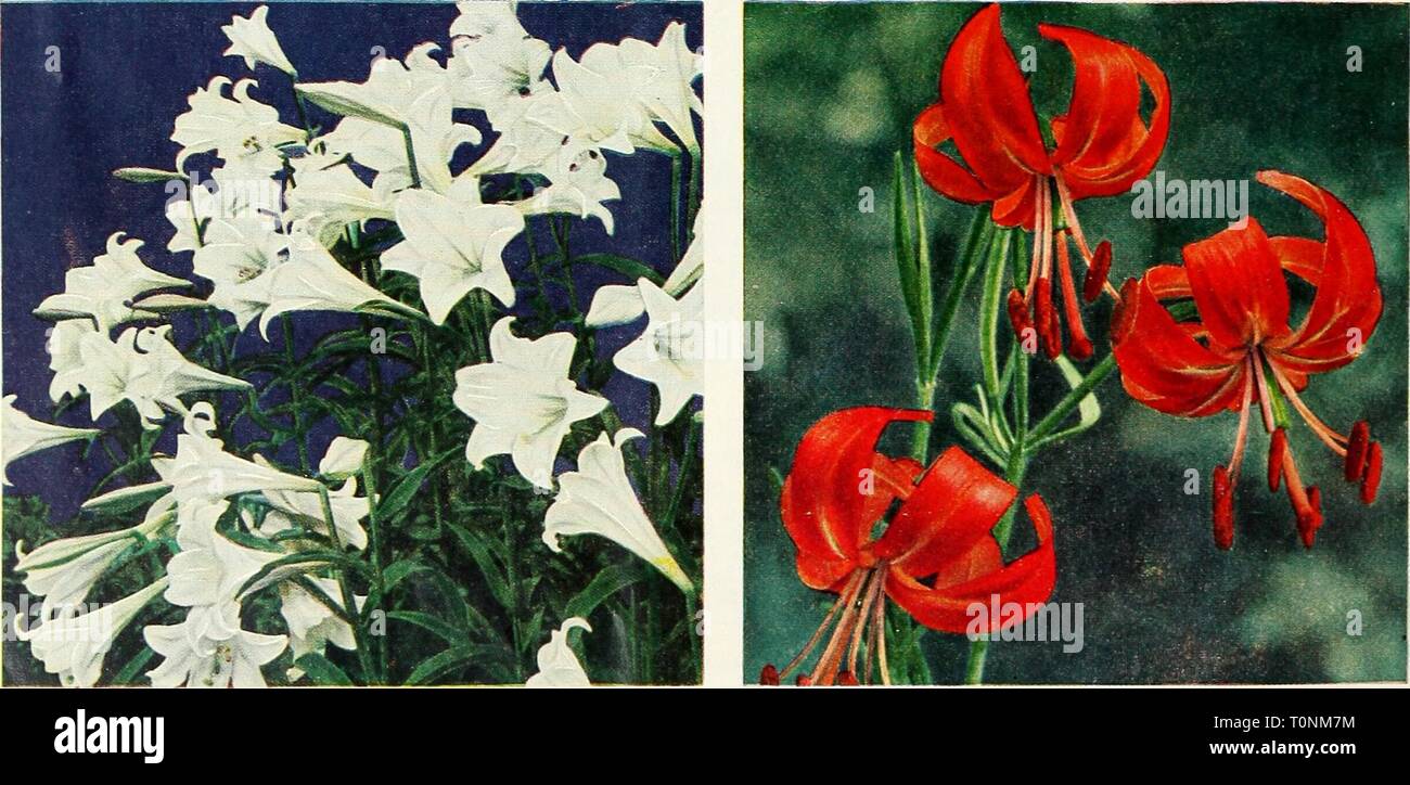 Dreer's 1951 autumn catalog for Dreer's 1951 autumn catalog for spring beauty  dreers1951autumn1951henr Year: 1951  REGAL LILY Tenuifolium (Coral Lily). May-June Blooming. The earhest Lily. The Coral Lily hangs on wiry stems 2 feet tall. Deep orange-red petals swept back in a complete arc convey an appearance of motion. Plant 3 to 4 inches deep before frost. Delivery late October. BL 416 A. 35c each; 5 for $1.25; 10 for S2.25. Umbellatum (Candlestick Lily). June Blooming. A rich crimson hue spotted delicately with black. An upright Lily with flowers on short 2-foot stems. Re- quires very littl Stock Photo