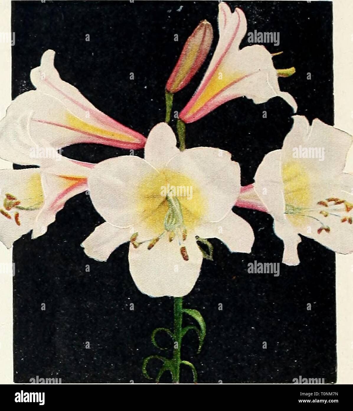 Dreer's 1951 autumn catalog for Dreer's 1951 autumn catalog for spring beauty  dreers1951autumn1951henr Year: 1951  DREER'S Hardy LILIES The Stately and Exquisite 'Monitments of the Garden'* Lilies are truly noble plants, graceful and magnificent. They are robust, long-lived, hardy and survive with a minirauin of care under a wide variety of soU and climatic conditions. We offer a quality selection of the most successful and popular varieties. Candidum (Madonna Lily). June Blooming. A very lovely, very sweet, and very tantalizing Lily, white and pure. Flowers in large clumps, on tall straight  Stock Photo