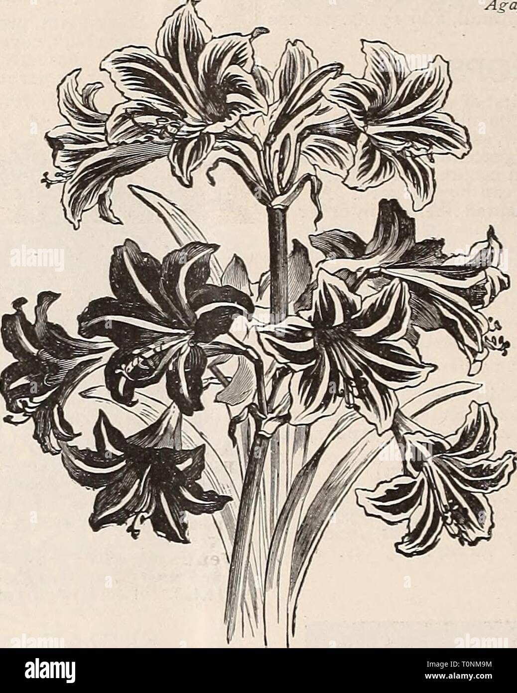 Dreer's autumn catalogue  1895 Dreer's autumn catalogue : 1895  dreersautumncata1895henr Year: 1895  Agapanthus. AGAPANTHUS. (African Lily.) Splendid ornamental plants, bearing large clusters of bright blue and pure white flowers on long flower stalks, and lasting a iong time in bloom. There is no finer plant than this for outdoor decoration, planted in large pots or tubs on the lawn, terrace or piazza. It does well in the house or greenhouse in winter, requir- ing but slight protection. It is a rapid grower and gross feeder, and the chief point in its cultiva- tion is to divide the plants bef Stock Photo
