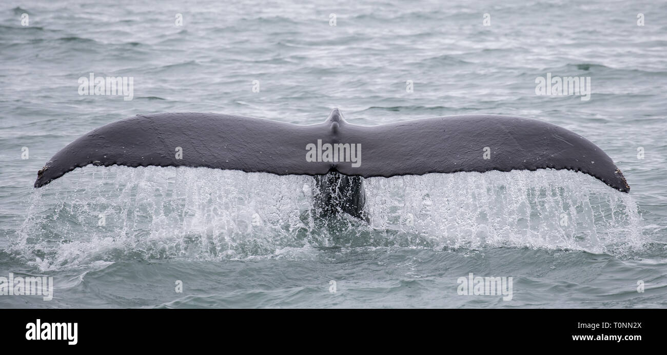 Humpback whale diving in Icelandic waters showing tail Stock Photo - Alamy