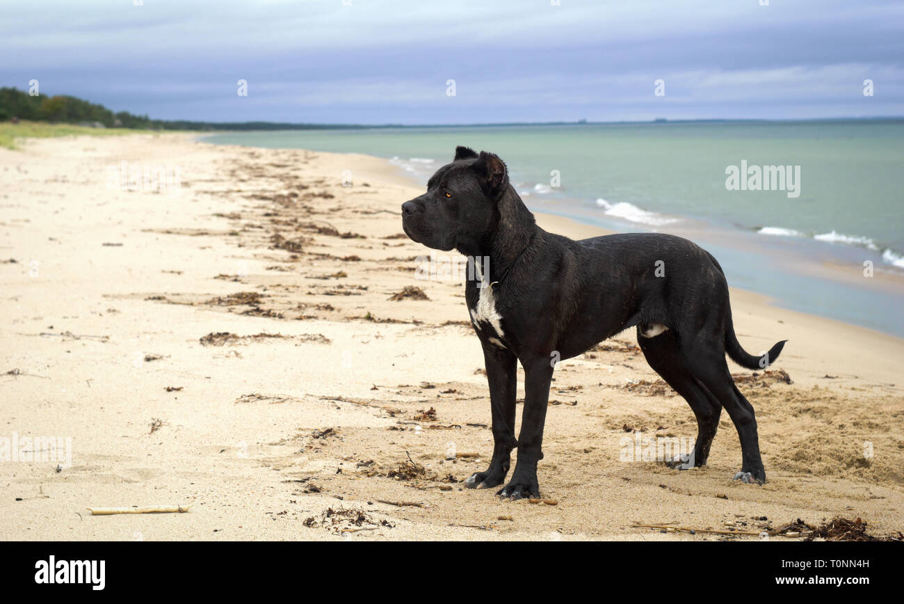 Brindle Cane Corso Male Puppy Italian Mastiff Dog Cropped