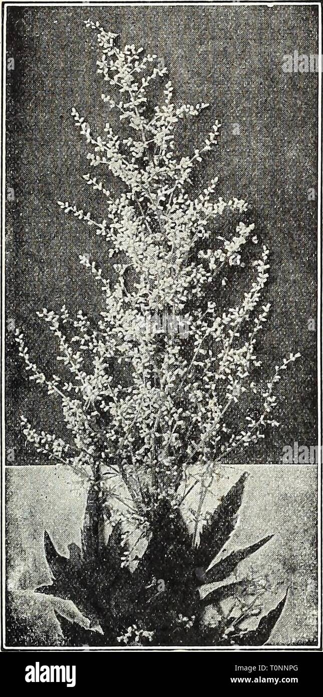 Dreer's autumn catalogue 1931 (1931) Dreer's autumn catalogue 1931  dreersautumncata1931henr Year: 1931  /flEflRyA-HREEIi. HARDY PERENNIAL PIANTS MMBMi^ 31    Artemisia Lactiflora Asclepias Tuberosa (Butterfly Weed). One of the showiest of our native perennials; 2 feet high; and producing from July to August heads of orange-colored flowers. 25 cts. each; $2.50 per doz.; $15.00 per 100. Astilbe This collection includes the best of the latest novelties, all are varieties of strong vigorous growth producing many branched feathered heads of flowers during June and July. They succeed best in a half Stock Photo