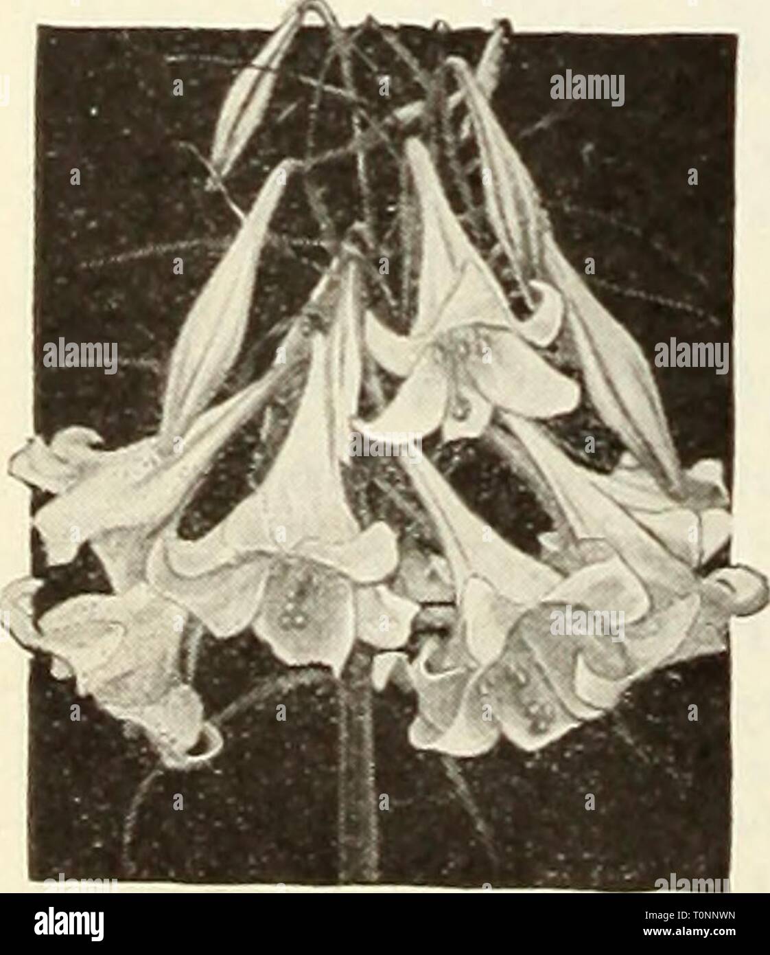 Dreer's bulbs  plants, shrubs, Dreer's bulbs : plants, shrubs, and seeds for fall planting  dreersbulbsplant1936henr Year: 1936  Lilium canil i Madonna 1 ' ^^ '^' -^ j^^t^'^'' Lilium elegans    Planting Lily Bulbs Please note the delivery date for the dif- ferent varieties which depends upon the time the bulbs mature. Unless you are prepared to care for those received late we suggest that you buy in spring as the bulbs are so perish- able that we cannot accept their return. Cover the soil where Lilies are to be pkuited with hay, straw, etc., to keep the frost out until planting time. Philippin Stock Photo
